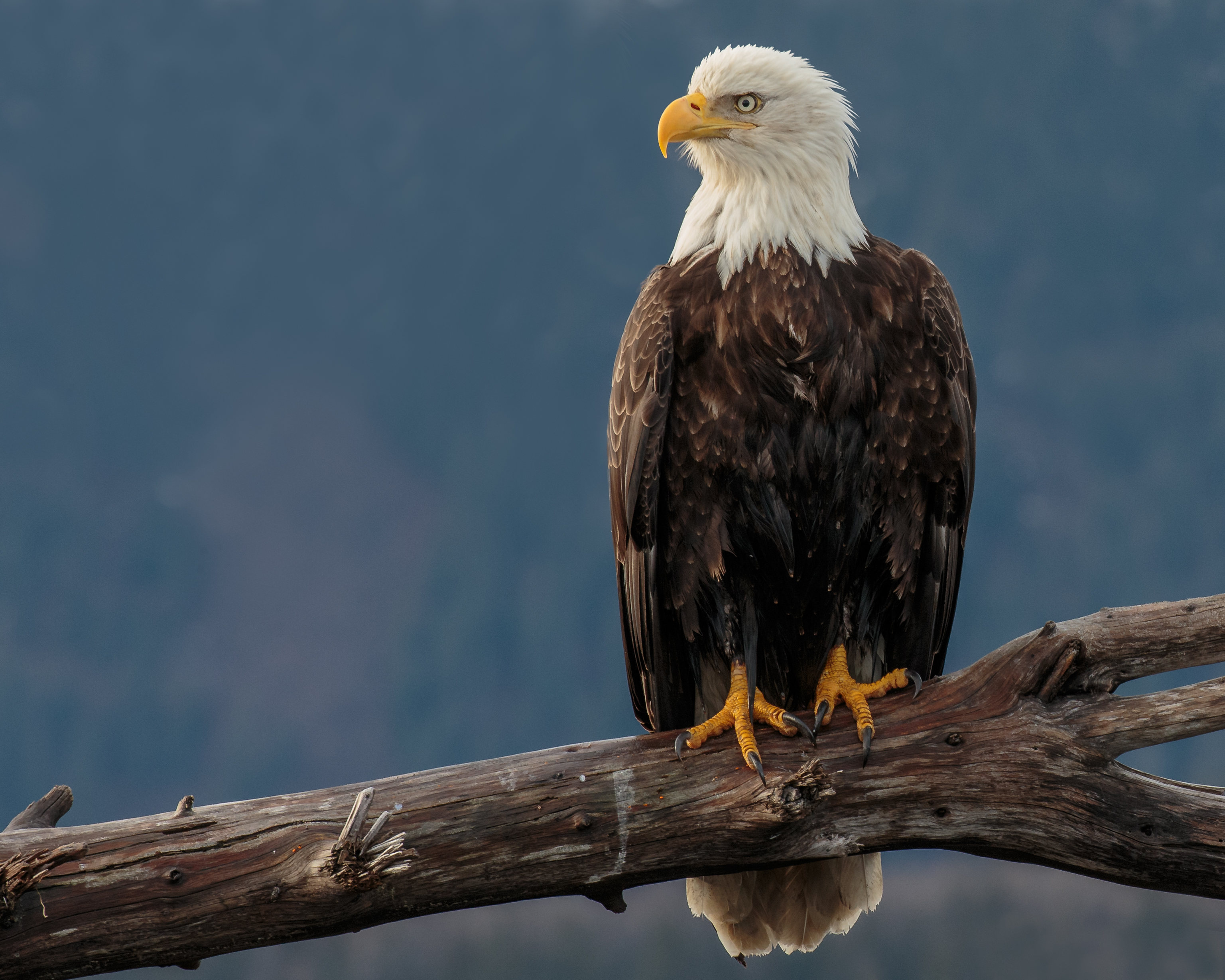 Desktop wallpaper: Eagle, Beak, Animals, Bird, Predator, Sight, Opinion 4K free download for PC. 117157