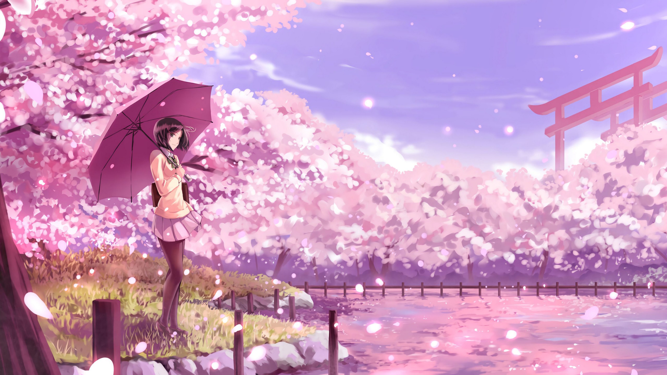 Anime Girl Purple Umbrella Pink Sakura Flowers Background 4K HD Anime Girl Wallpaper
