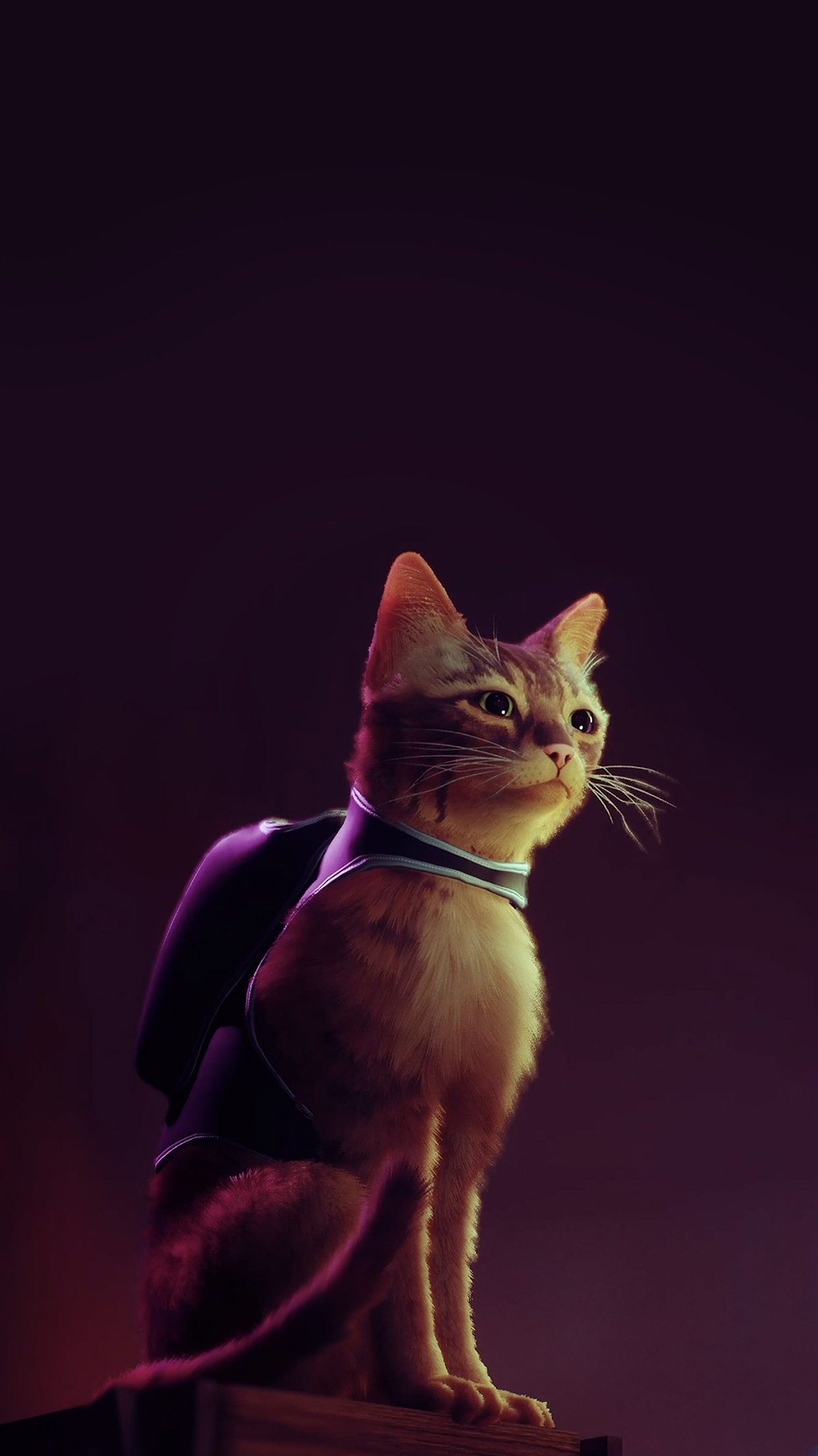 Stray Cat Wallpaper with Monocle