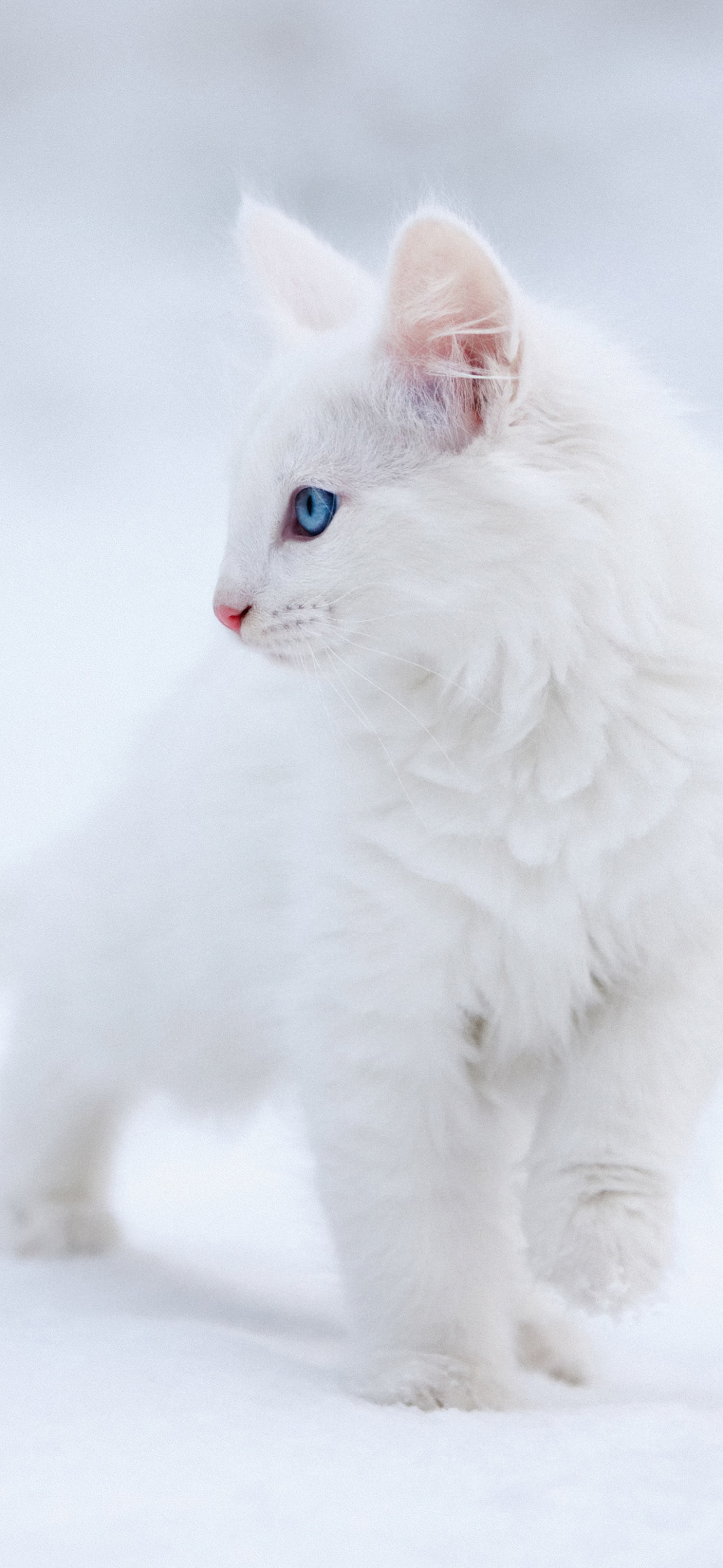 Kitten Wallpaper 4K, White aesthetic, Blue eyes, Snow