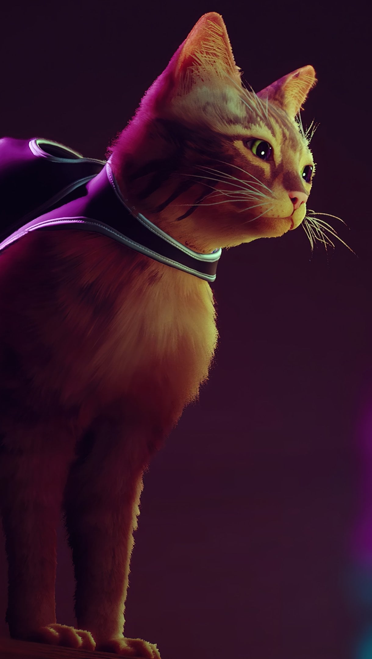 Stray Cat Game Wallpaper 4k for iPhone and Mobile Phone