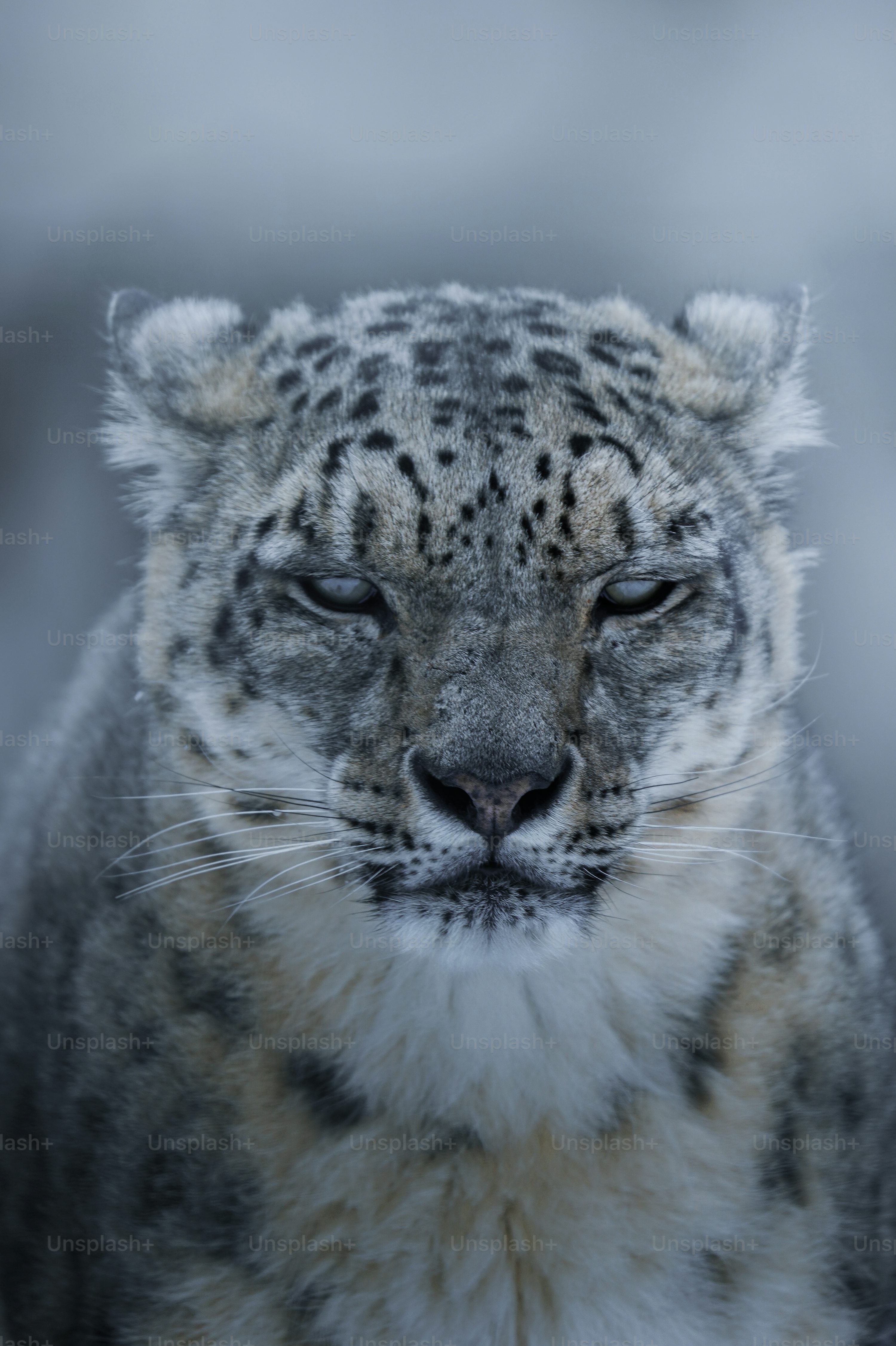 1K+ Snow Leopard Picture. Download Free Image