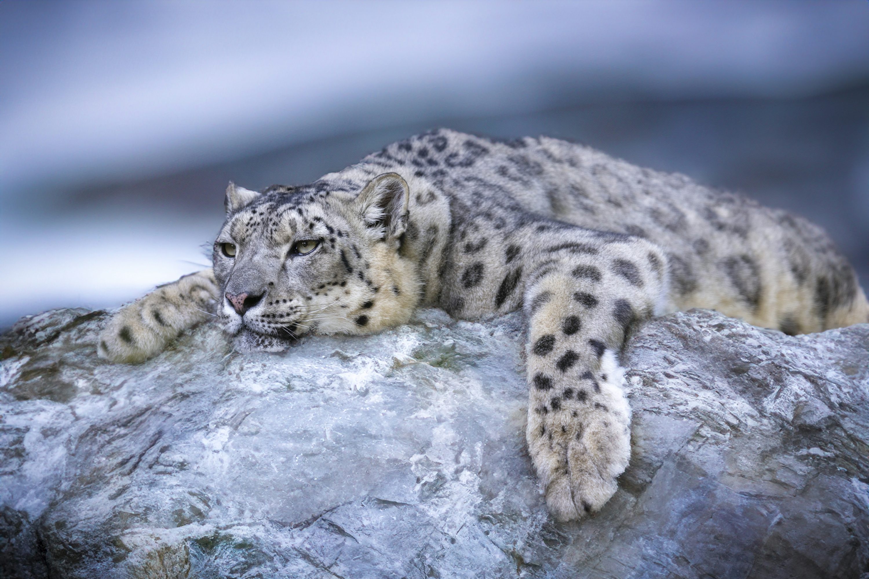 1K+ Snow Leopard Picture. Download Free Image
