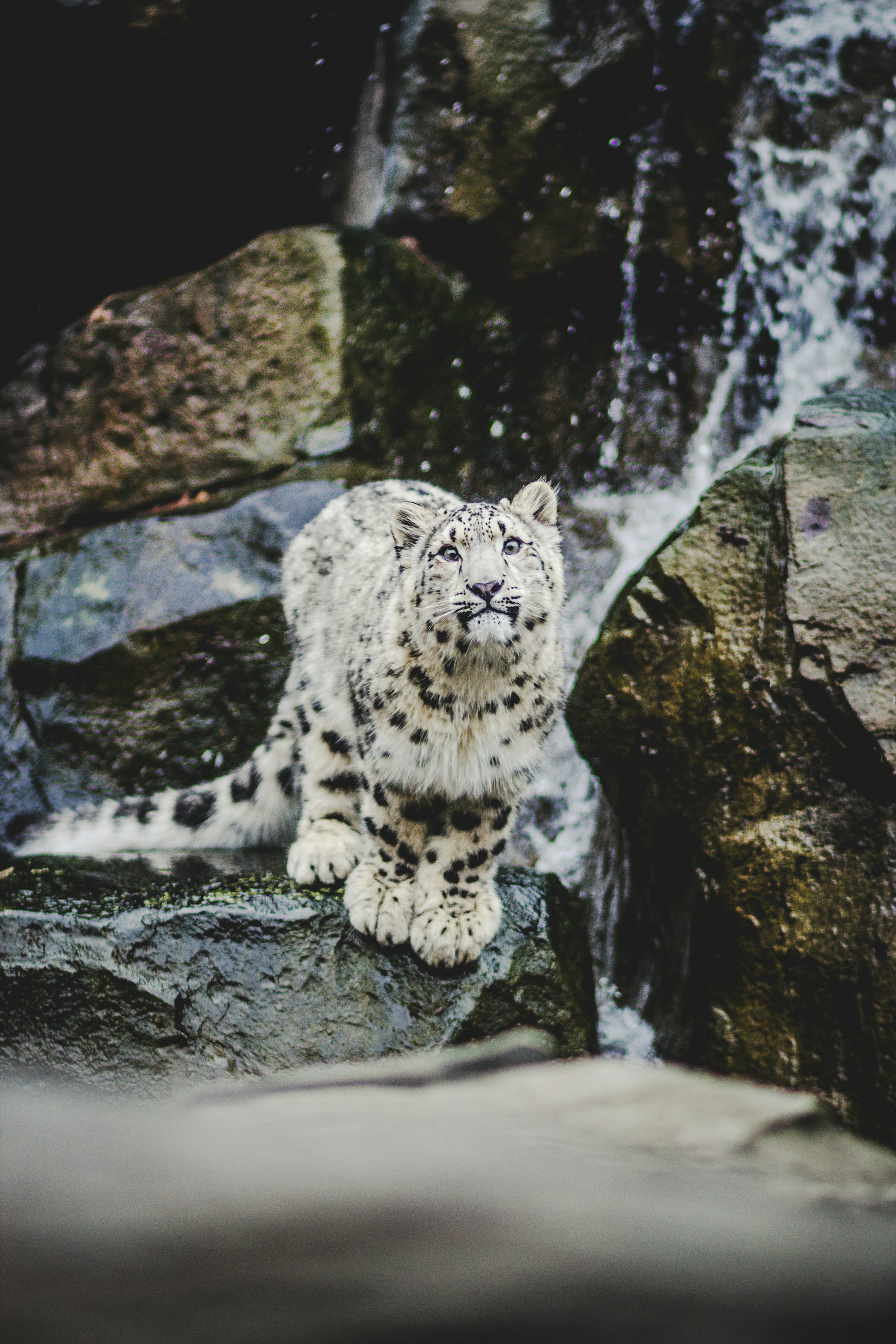 1K+ Snow Leopard Picture. Download Free Image