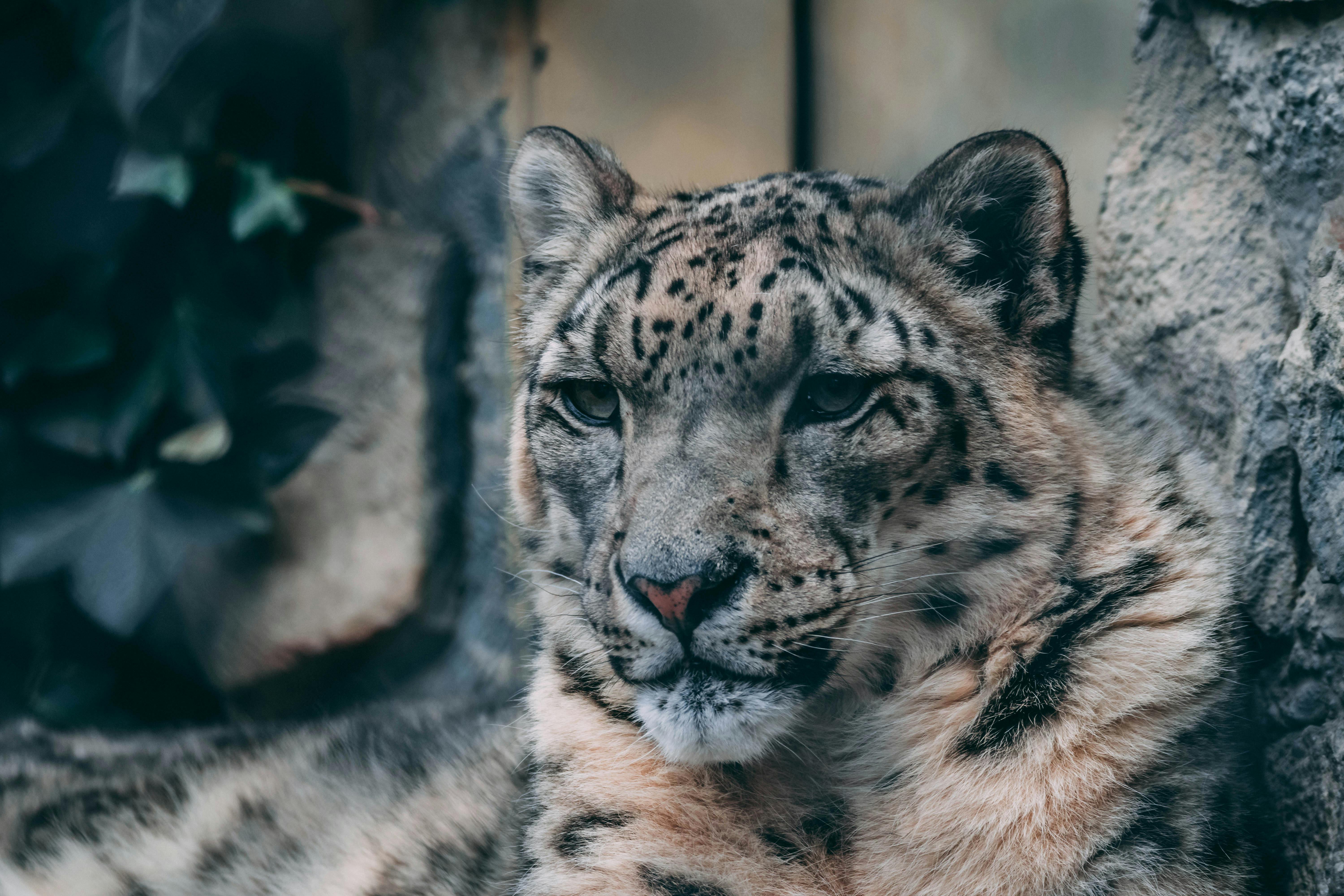 Snow Leopard Photo, Download The BEST Free Snow Leopard & HD Image