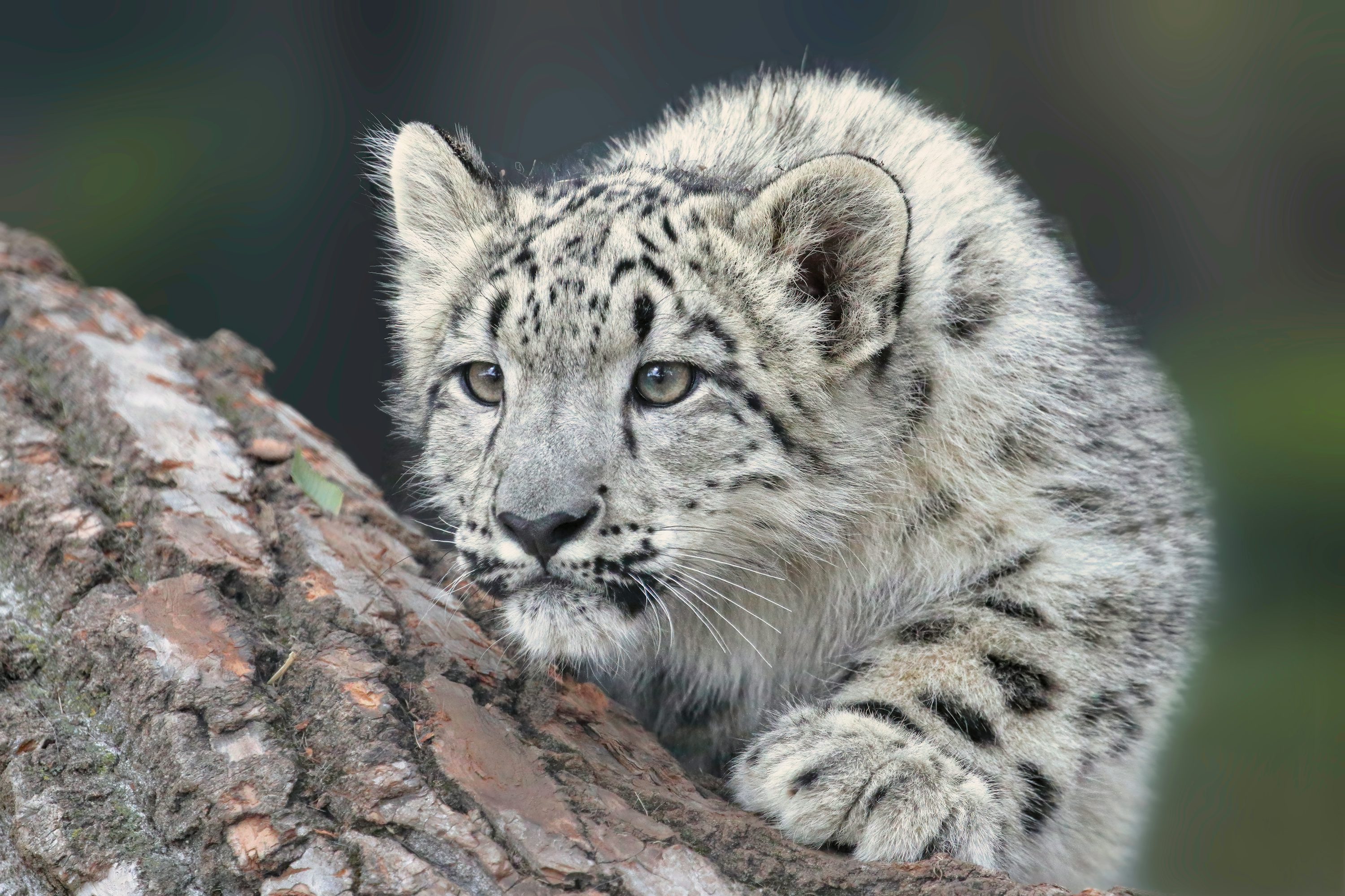 1K+ Snow Leopard Picture. Download Free Image