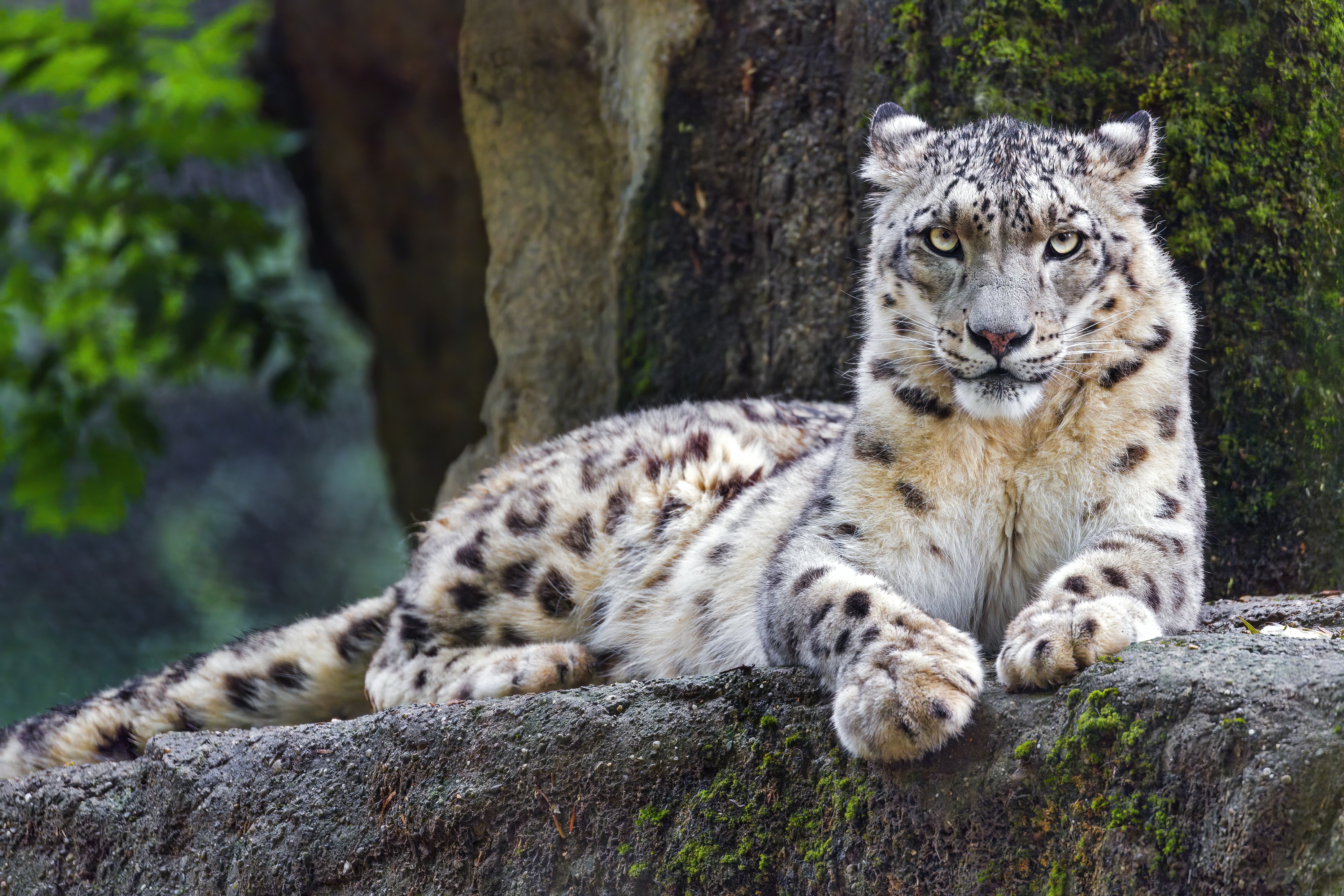 Alpine Ghost: Snow Leopard 4K Ultra HD Wallpaper