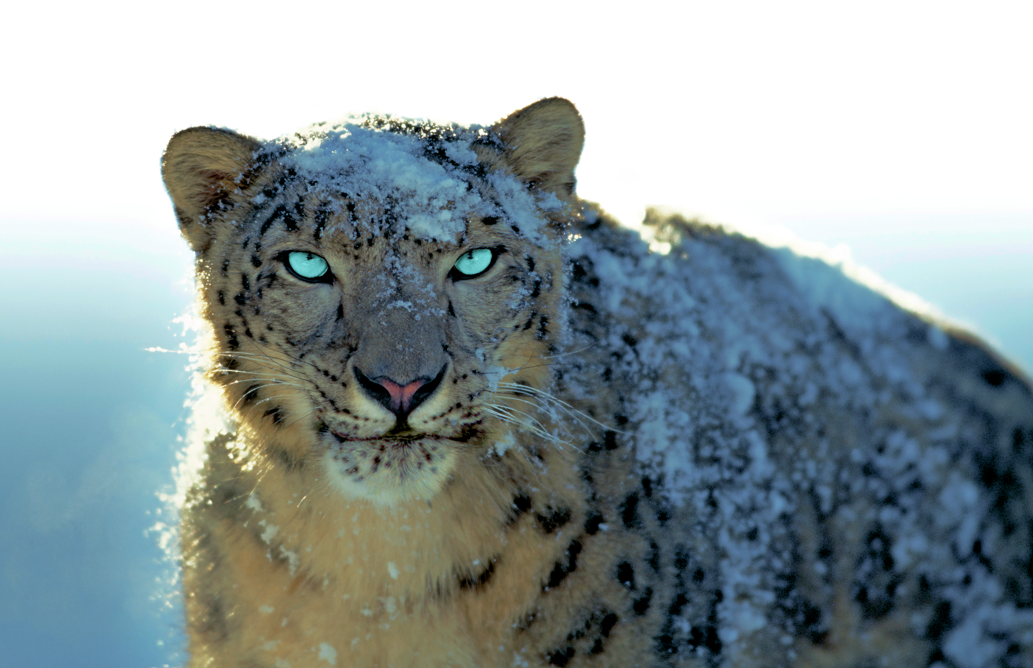 Mac OS X Snow Leopard 4k [3456×2234]