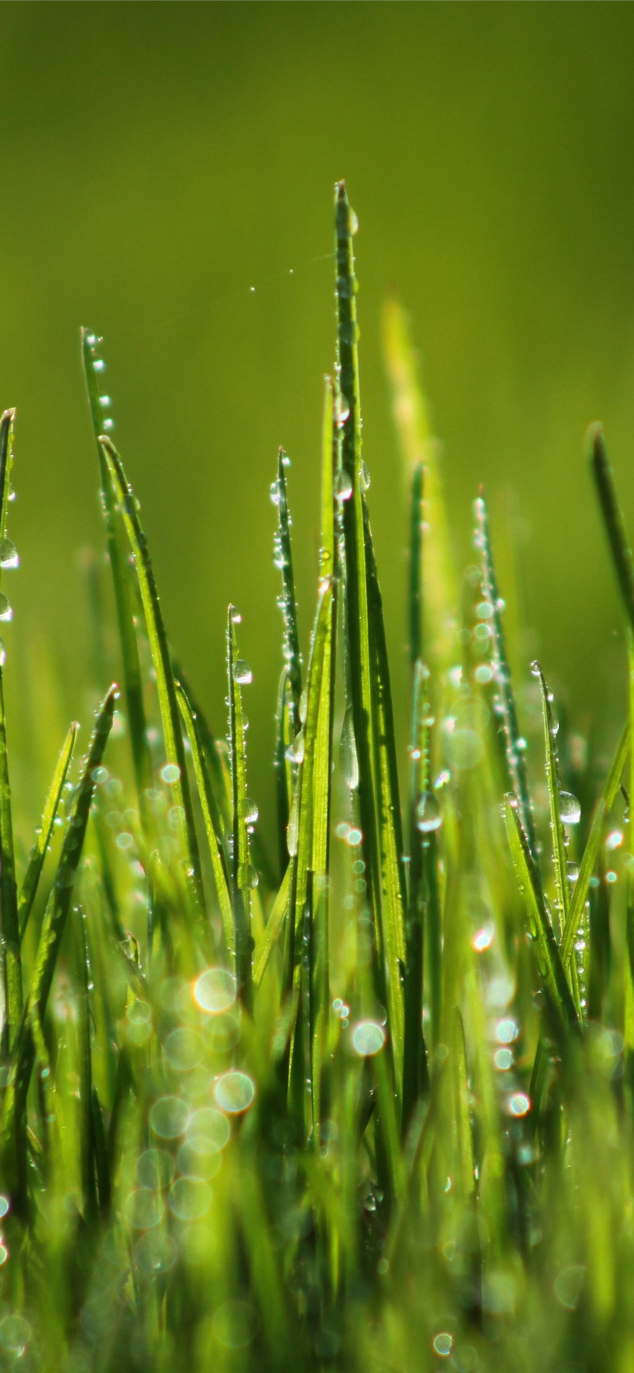 Green grass 4k HD 8k field dew Nature iPhone Wallpaper Free Download