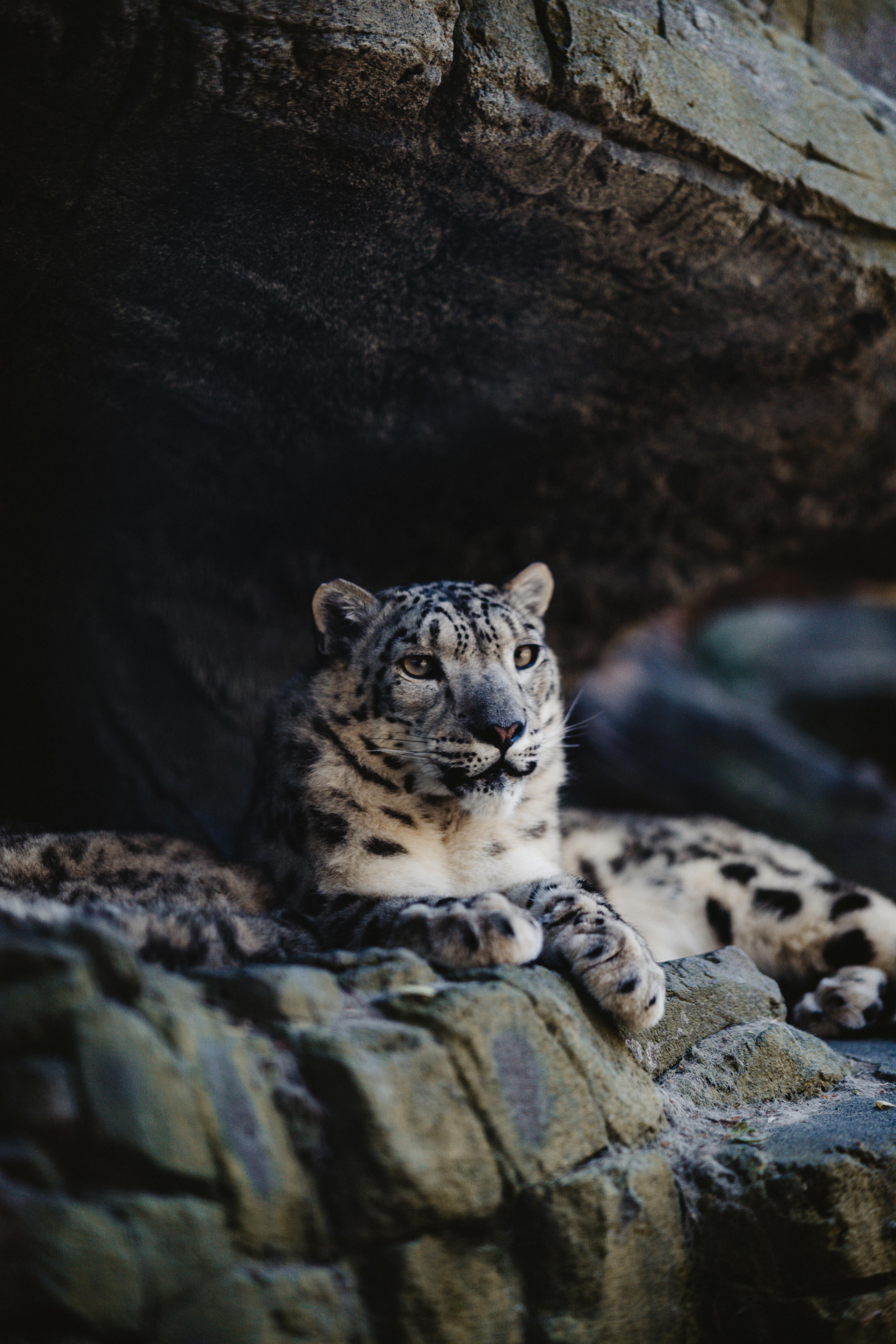 Snow Leopard Lying Down · Free