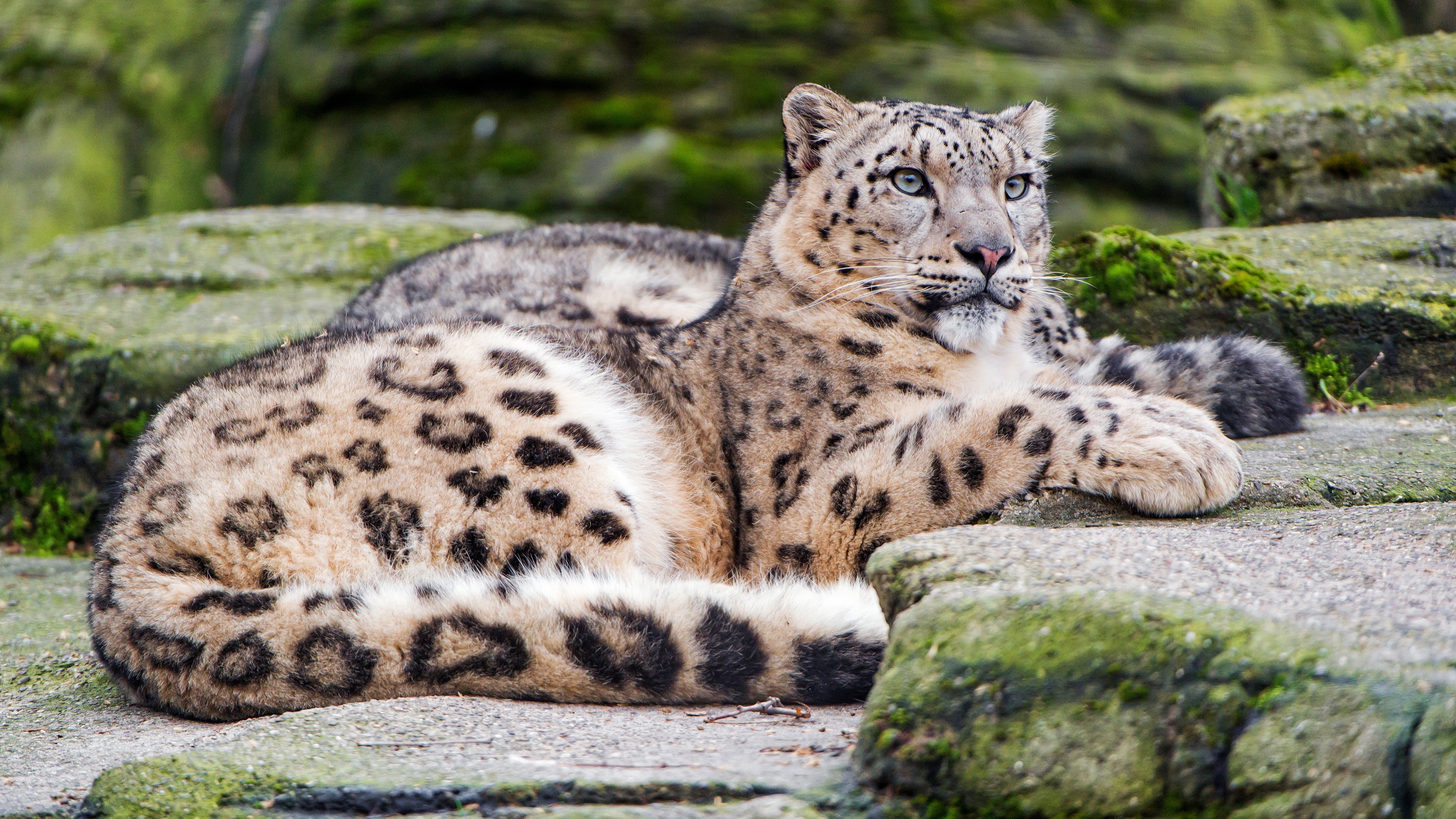 Snow Leopard 4K Wallpaper