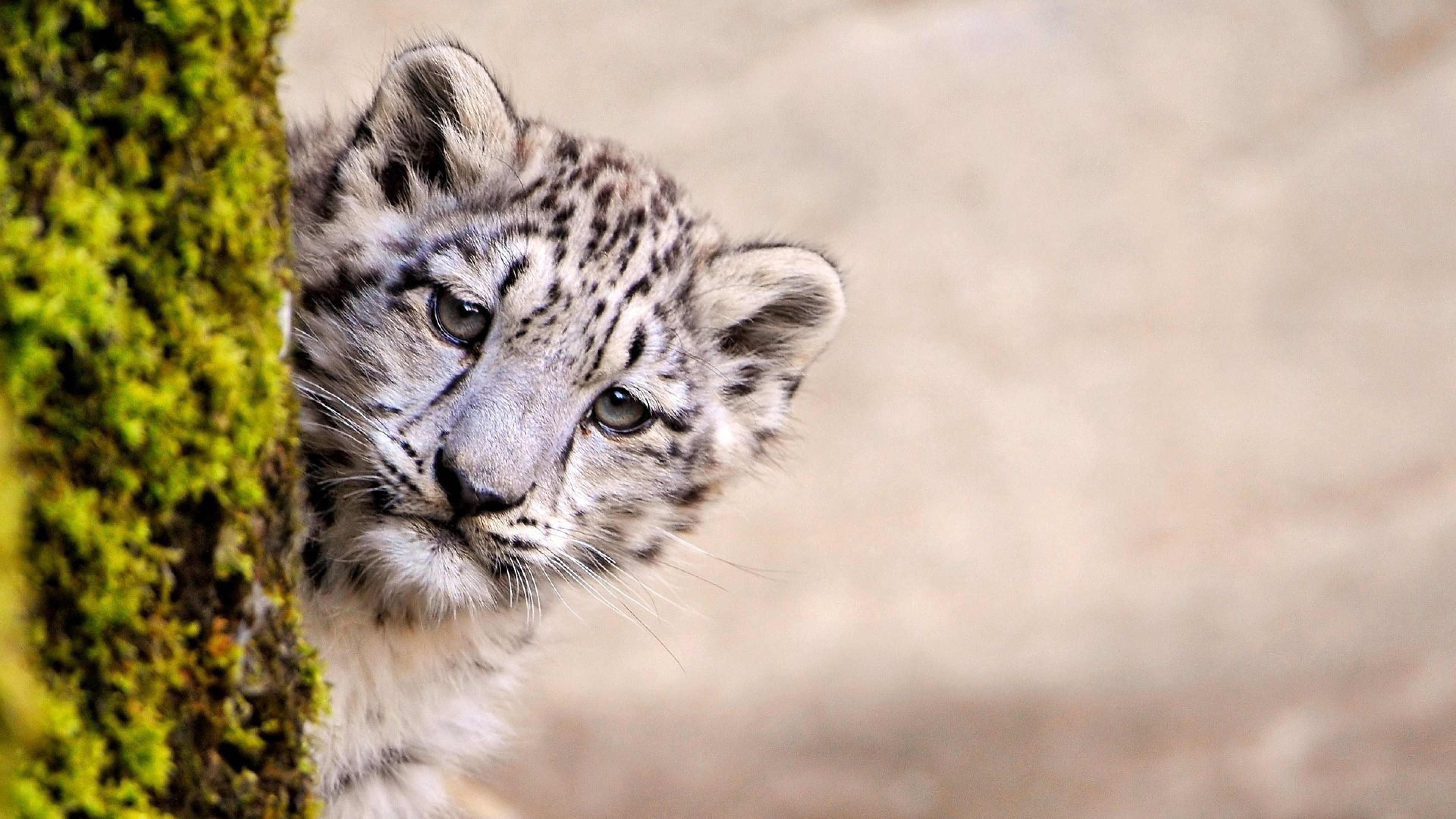 Snow Leopard Young Wallpaper, HD Animals Wallpaper, 4k Wallpaper, Image , Background, Photos and Picture