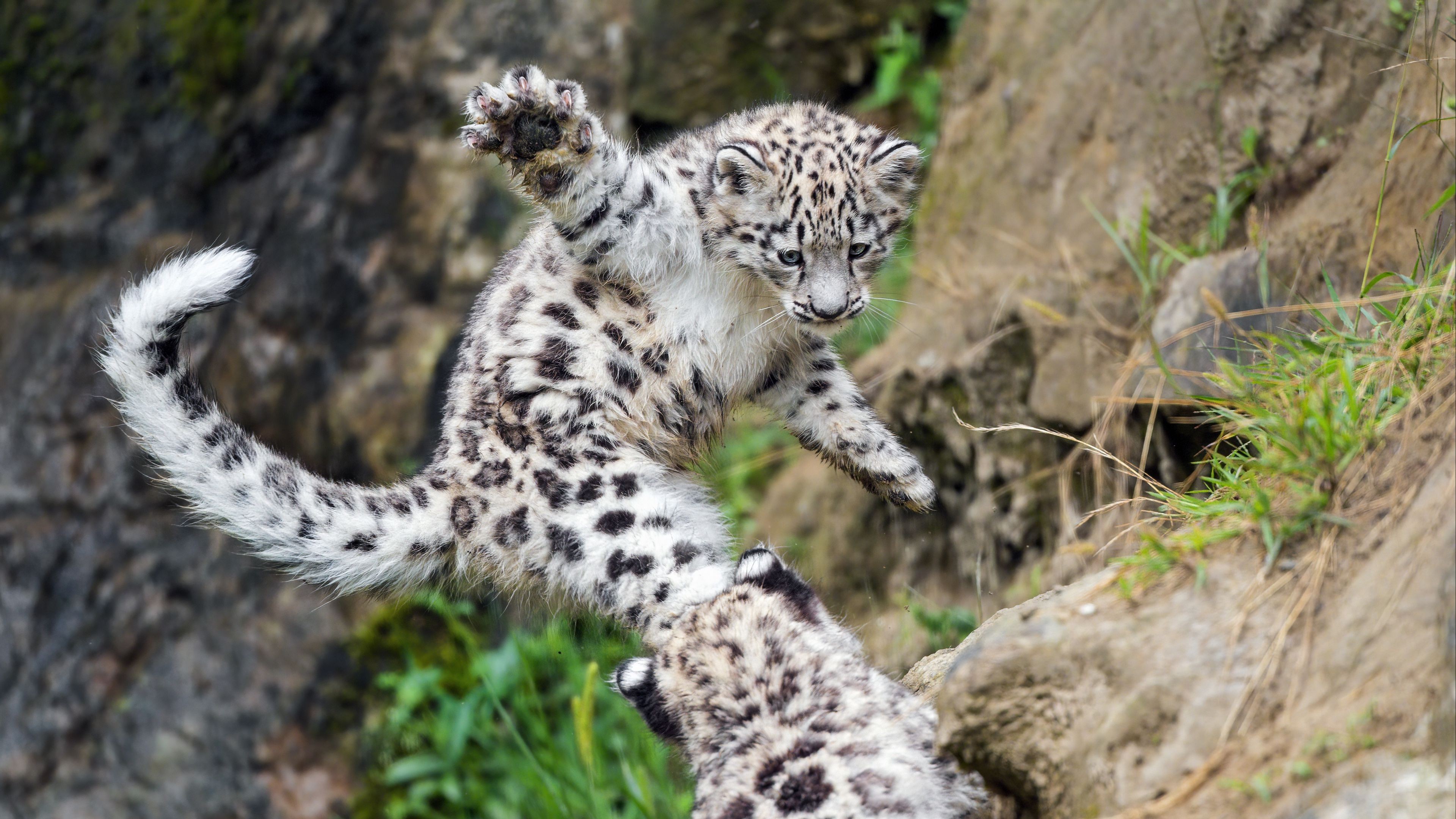 Snow Leopard Paw Kitten Jump Playful Trees Trunk Grass Blur Background 4K HD Leopard Wallpaper