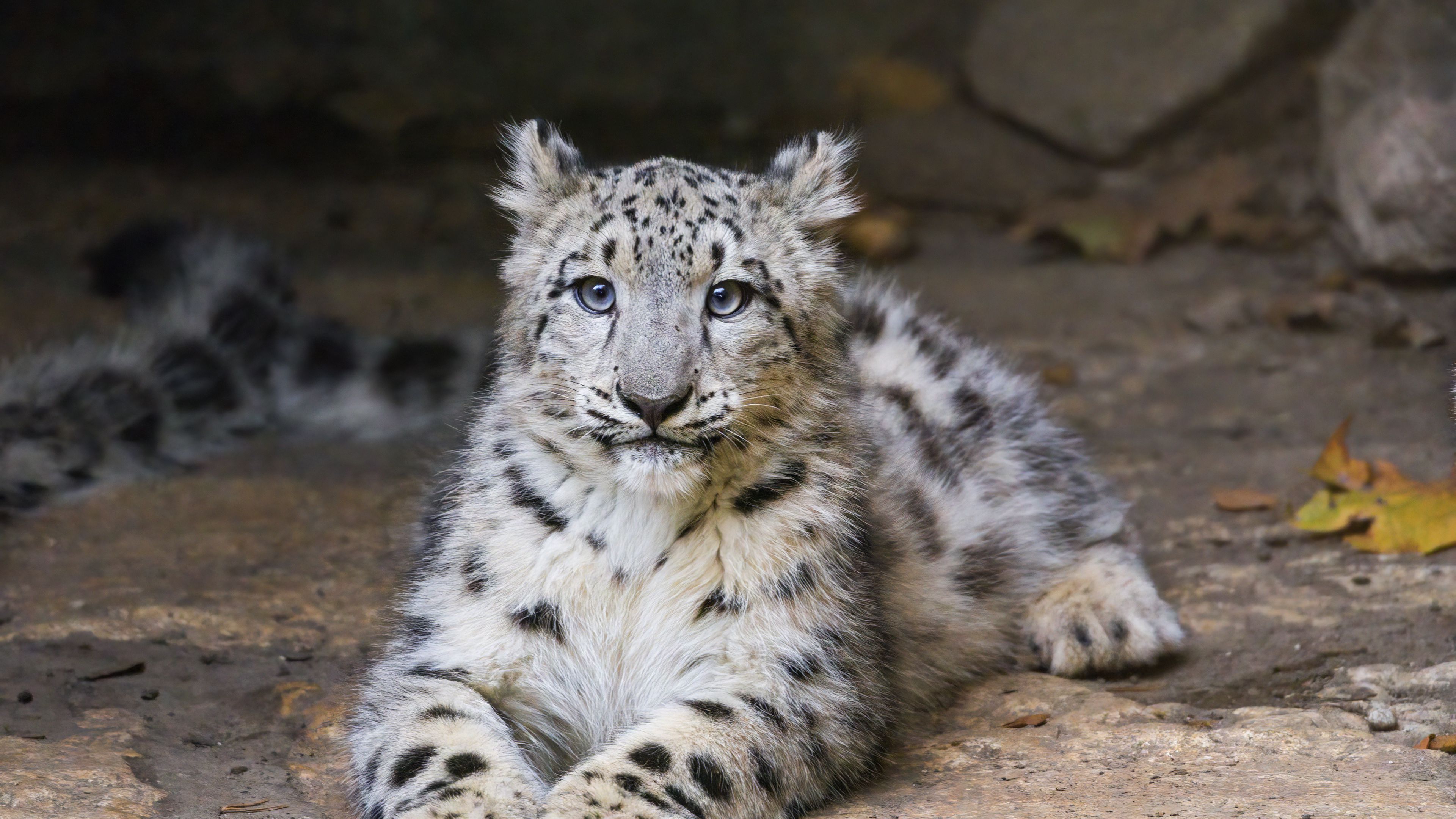 Download wallpaper 3840x2160 snow leopard, kitten, cub, pose, animal 4k uhd 16:9 HD background