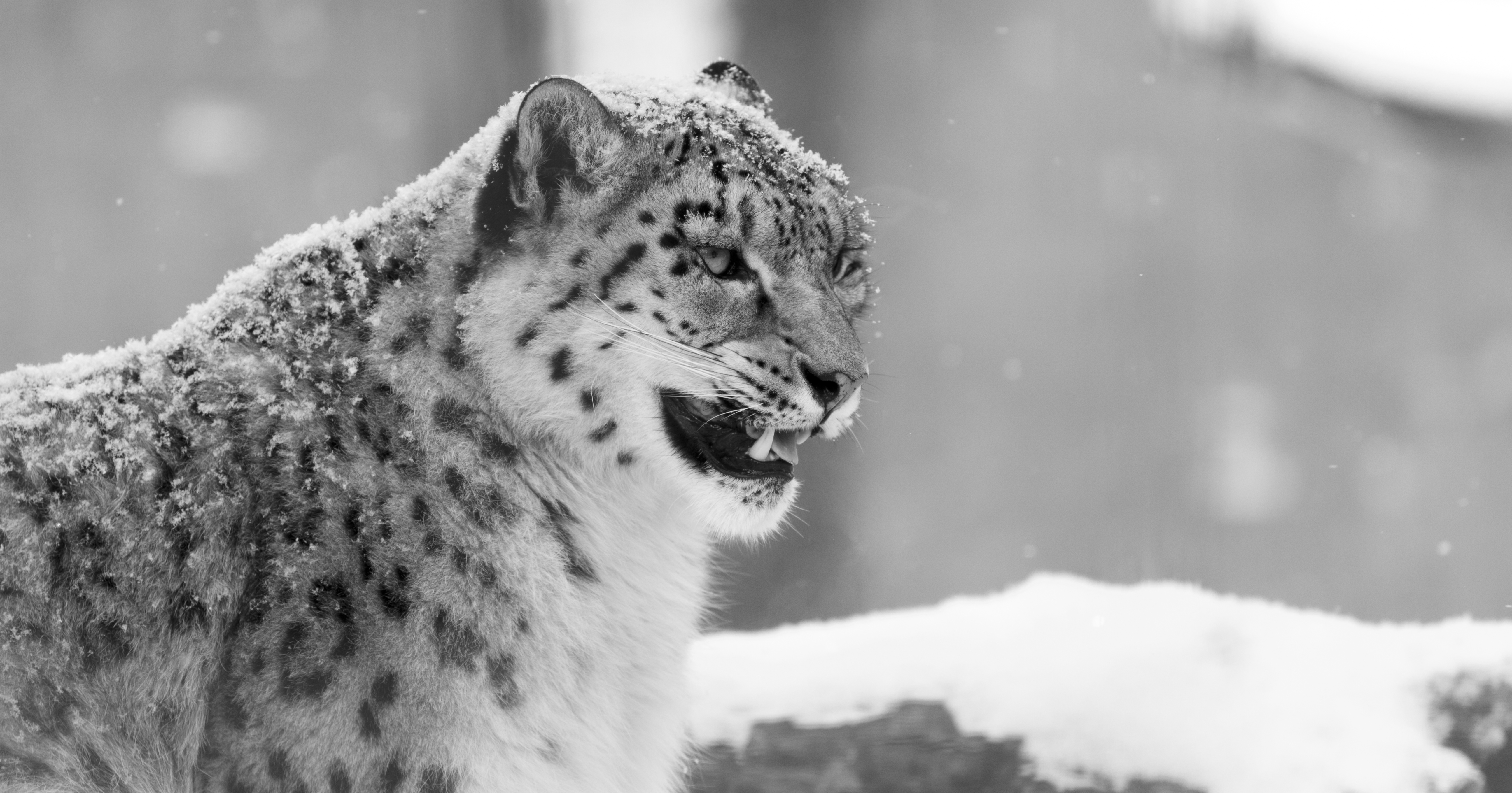 Snow leopard