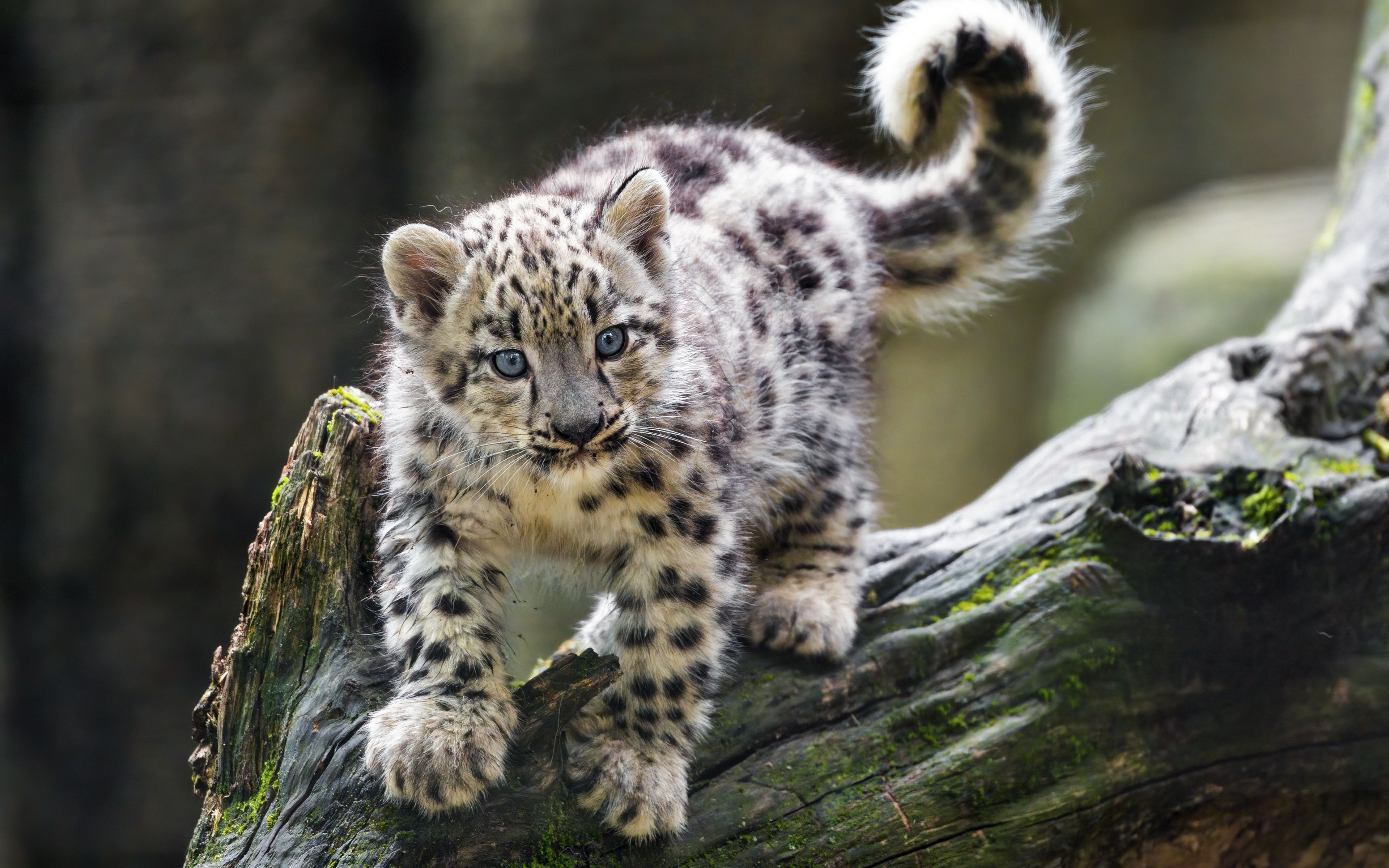 Download wallpaper 3840x2400 snow leopard, kitten, paws, log, wildlife 4k ultra HD 16:10 HD background