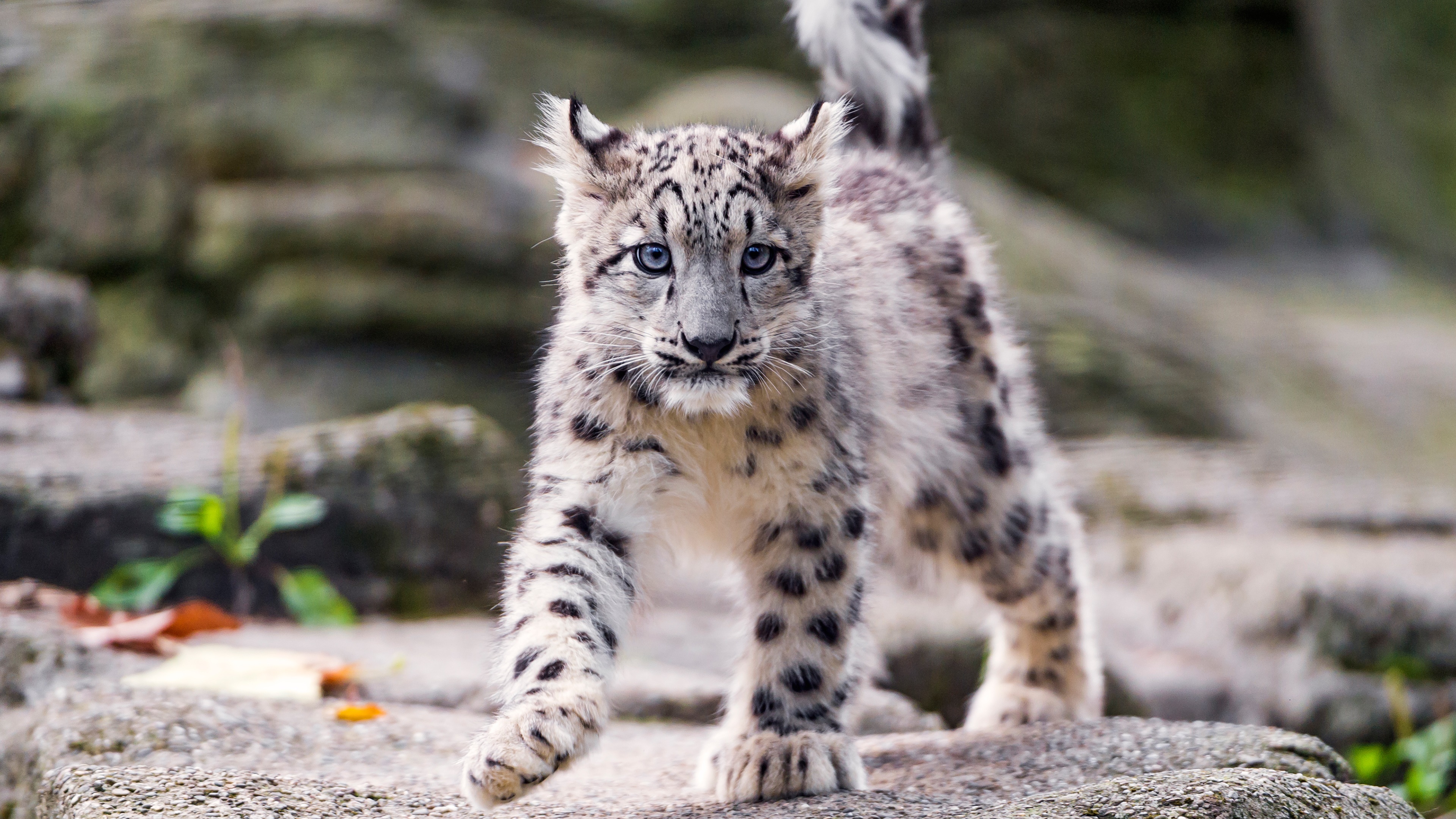 Wallpaper snow leopard, cub, on the stone for mobile and desktop, section кошки, resolution 3840x2160