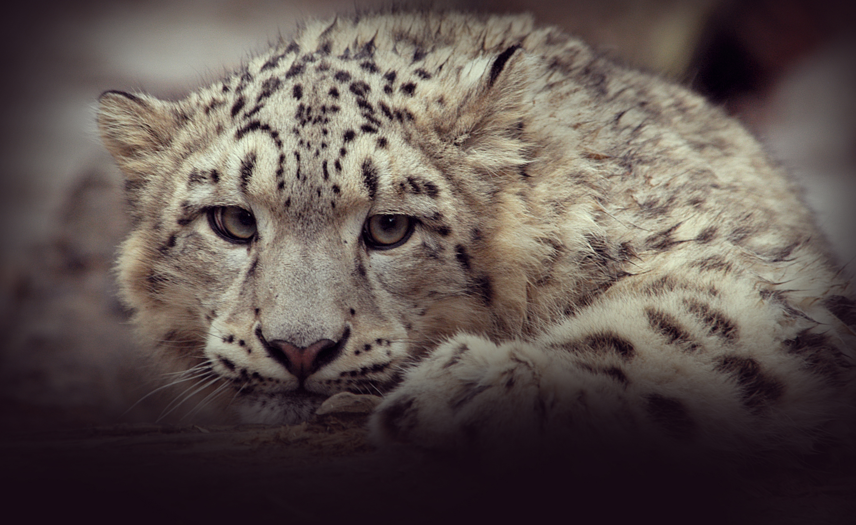 Snow Leopard Conservation