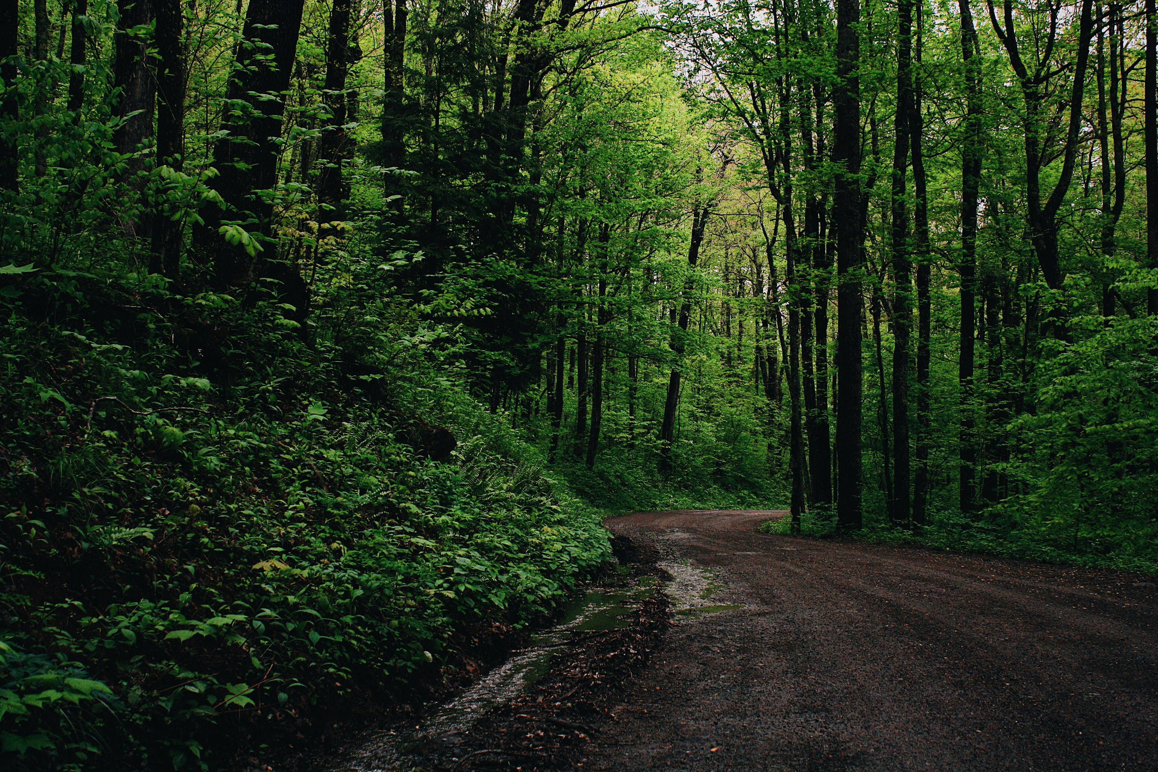 Green Leafed Trees Beside Road · Free