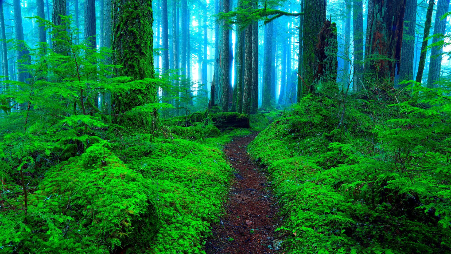 Misty Forest Path's Greenery HD Wallpaper by Randall J. Hodgesx1440