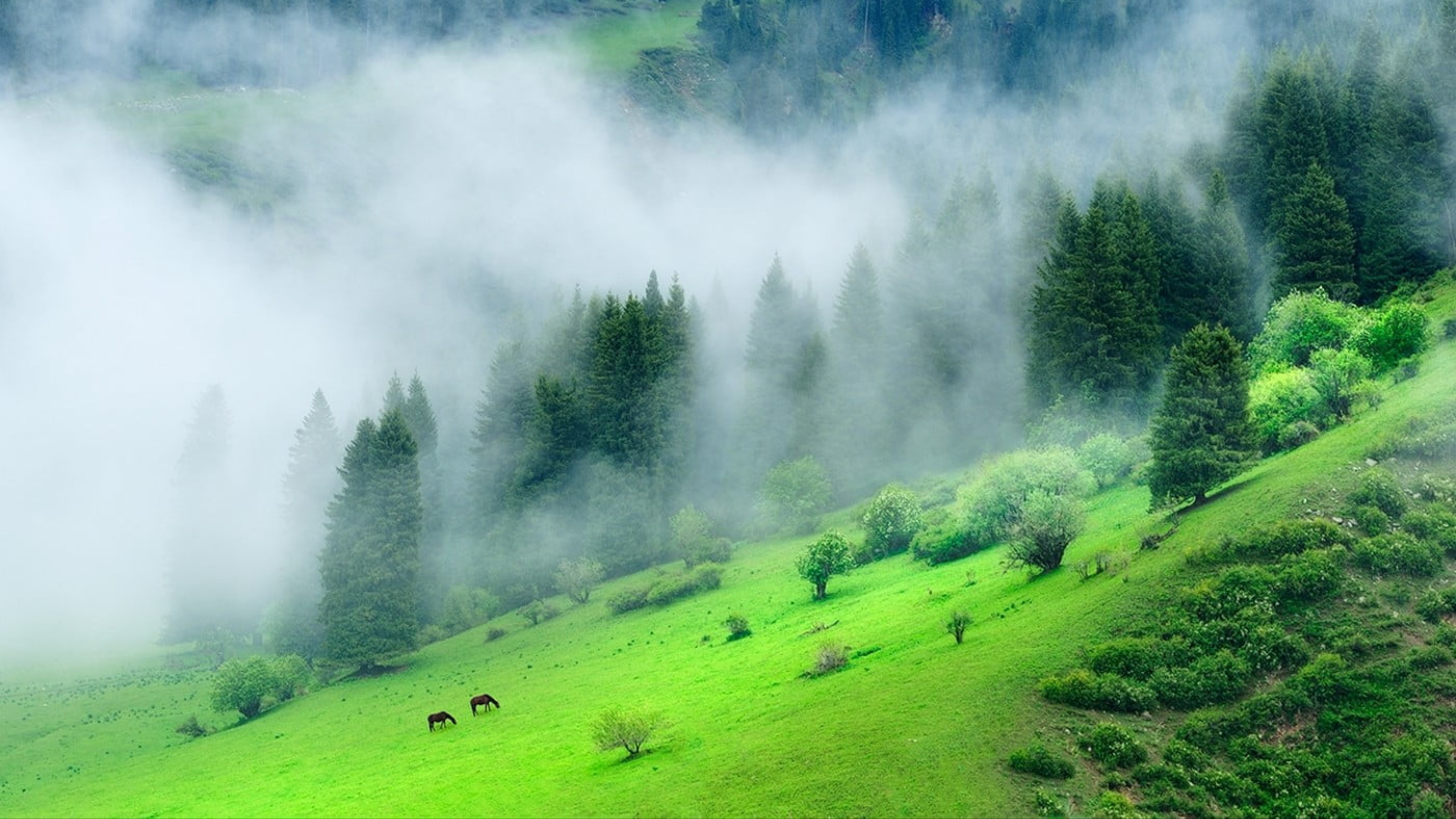 Green Forest Mountain With Mist During Morning Time 4K HD Nature Wallpaper