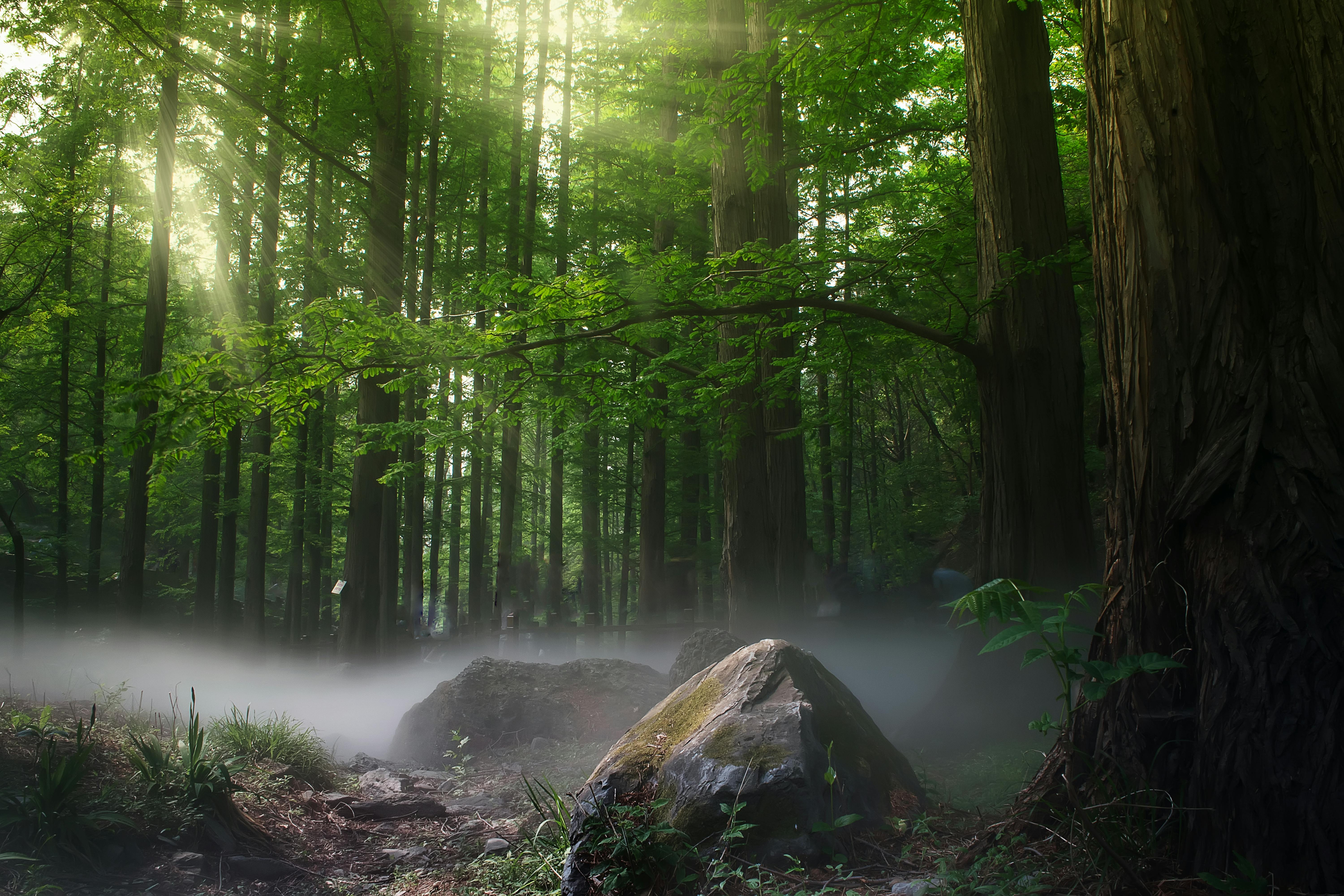 Green Forest Photo, Download The BEST Free Green Forest & HD Image