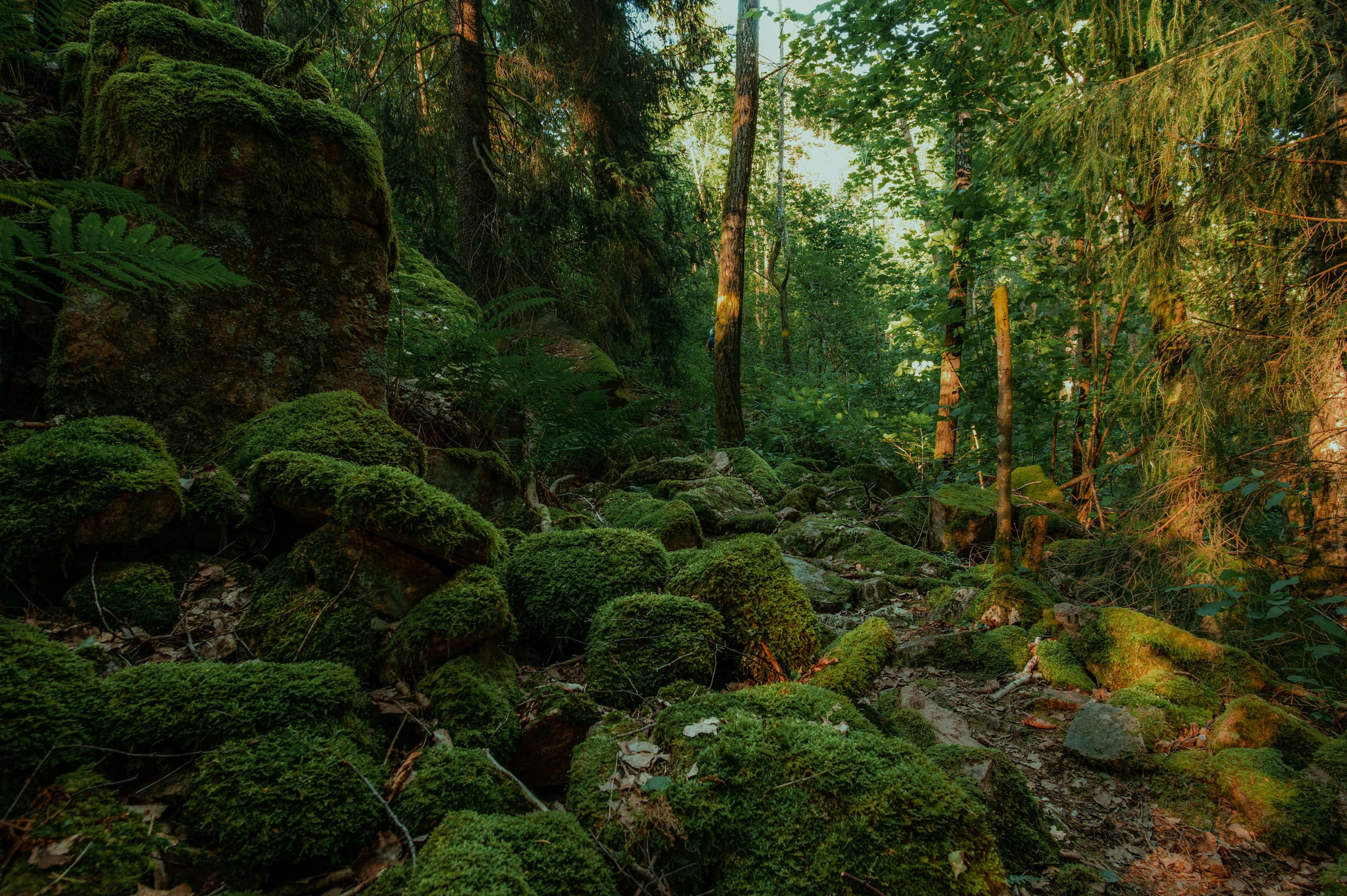 A lush green forest filled with lots of trees photo