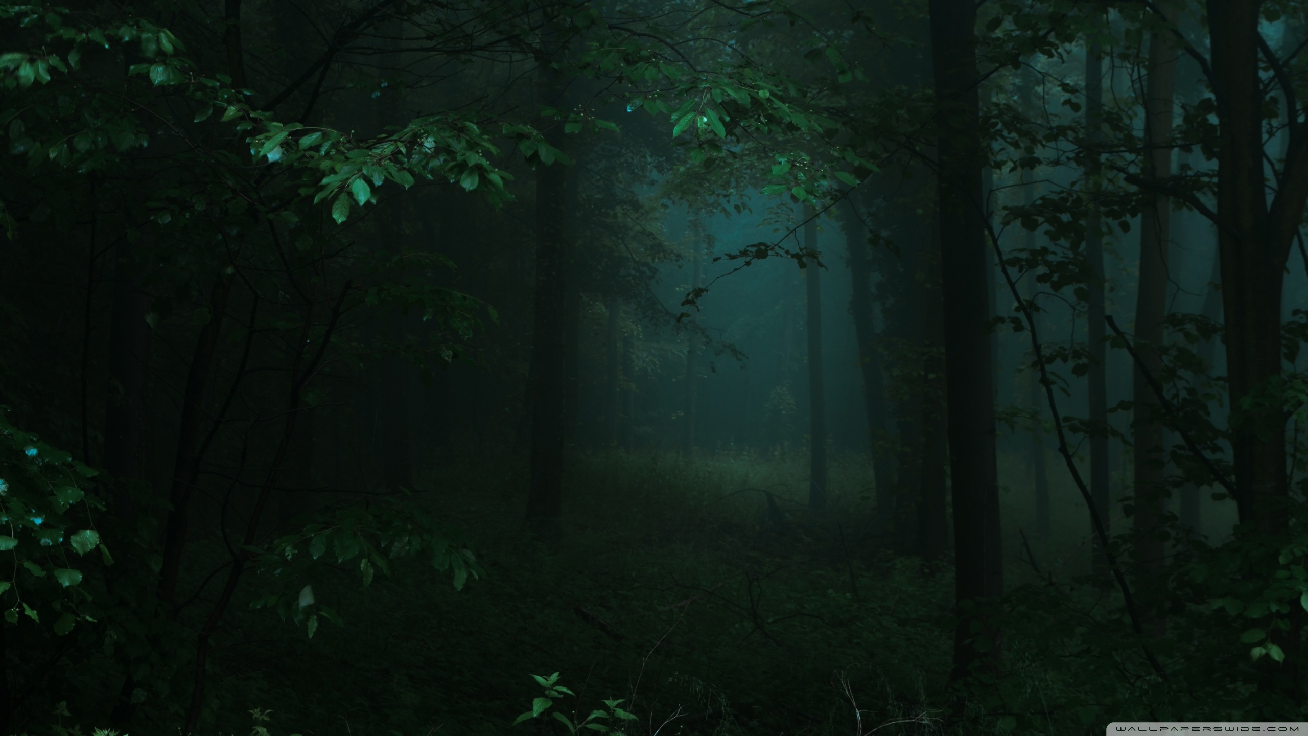 Dark Green Forest 4K UHD Wallpaper for UltraHD Desktop and TV, Widescreen and UltraWide Display, Dual Monitor, Smartphone and Tablet Devices