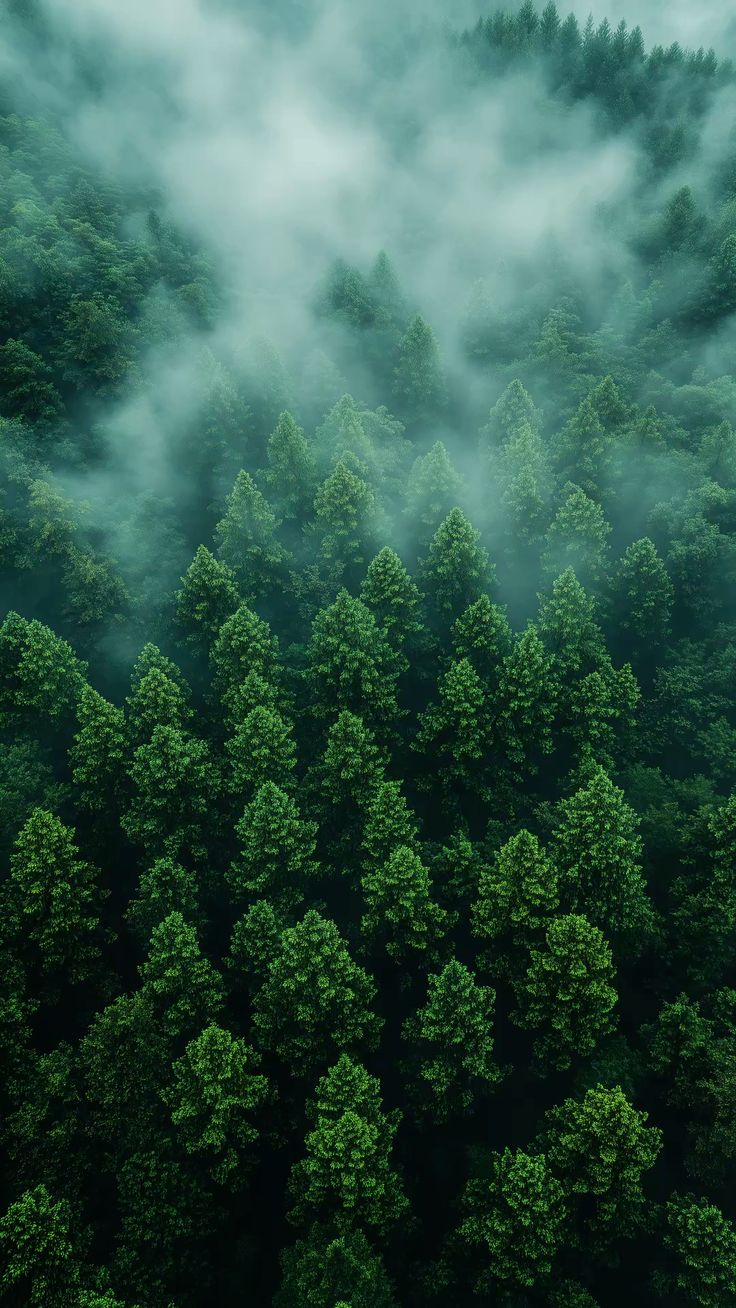 Misty Forest Landscape Wallpaper for Mobile 4K Quality