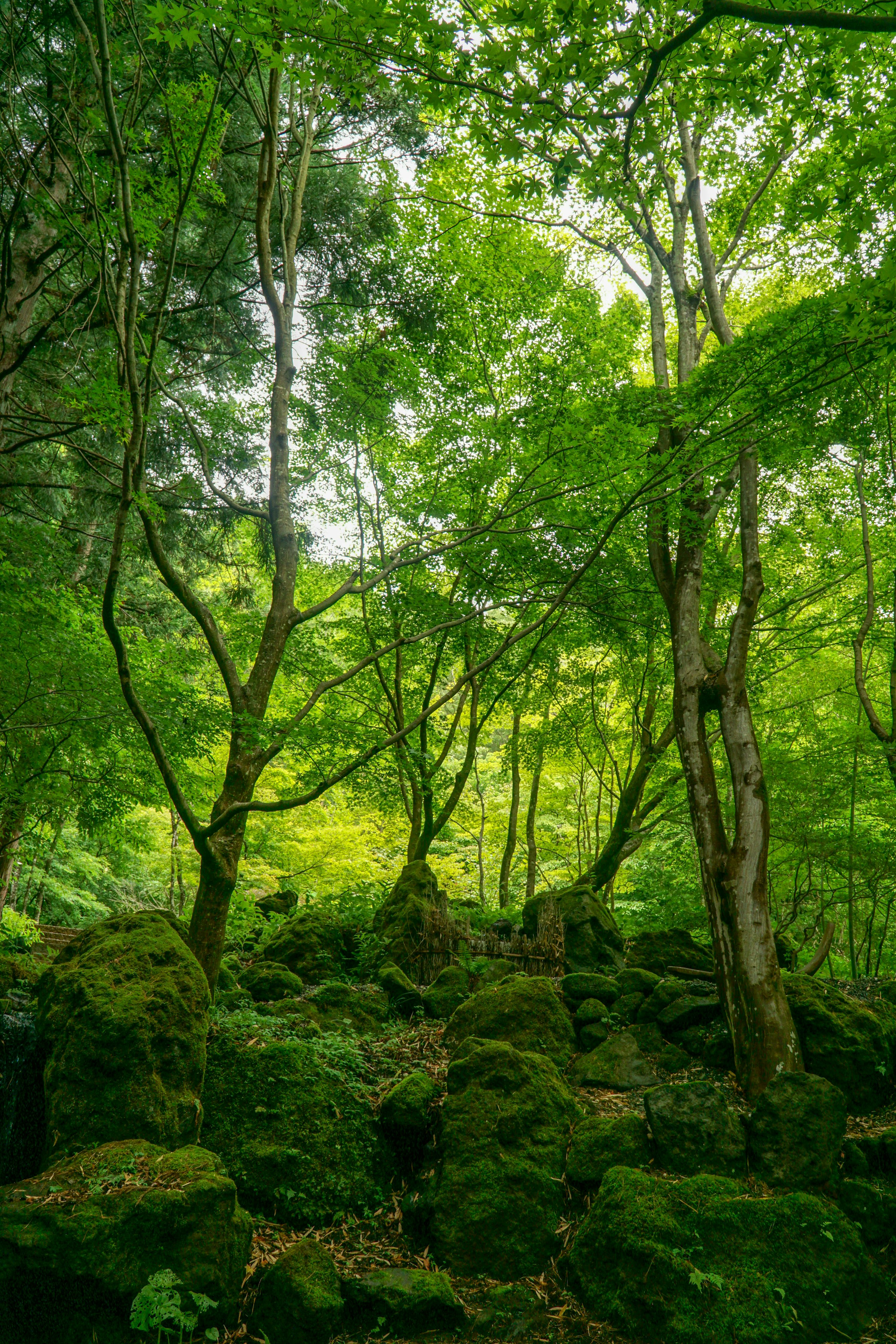 Green trees on brown soil photo