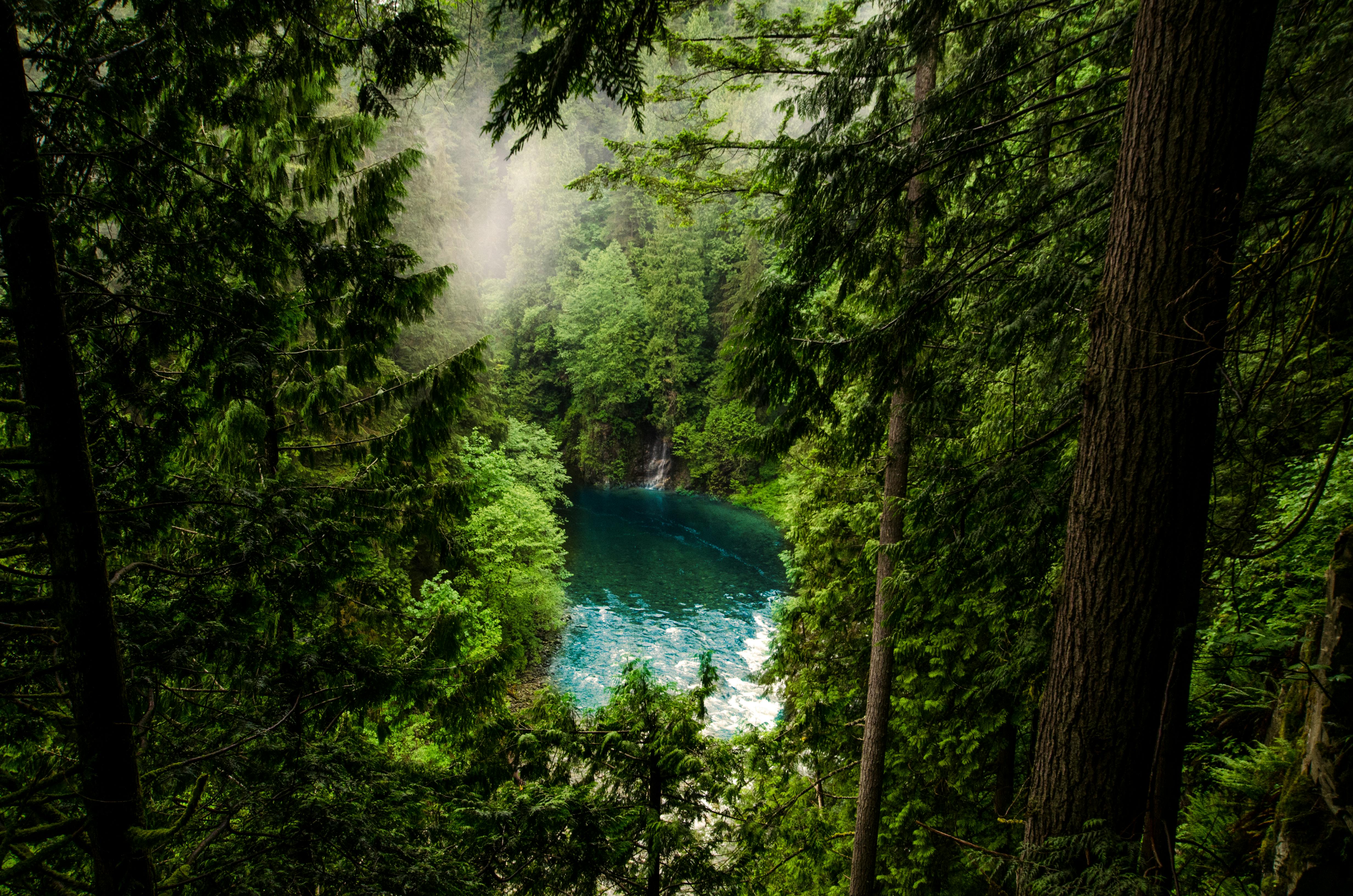 Body of Water in Forest · Free