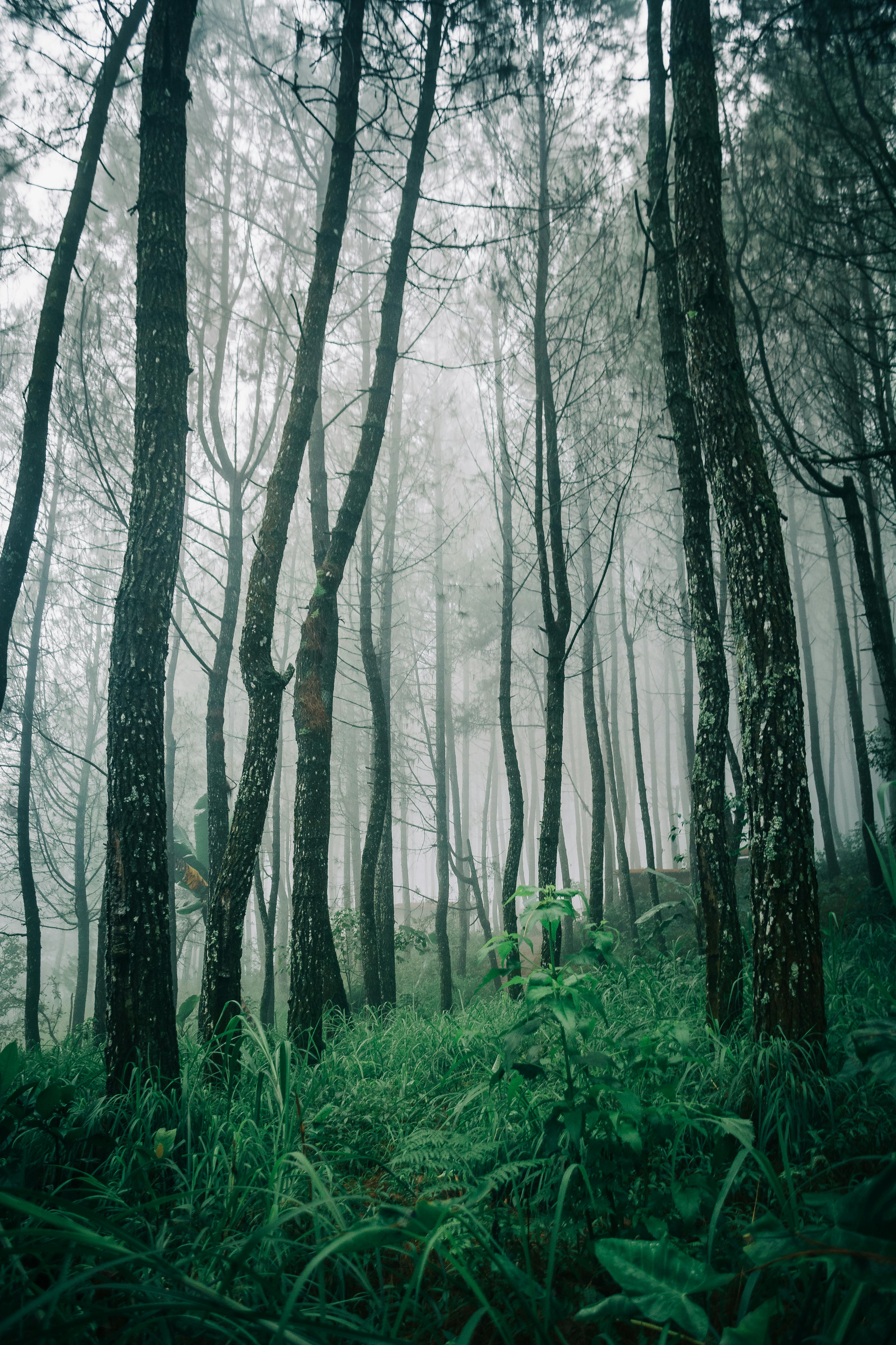 Tall Brown Trees · Free