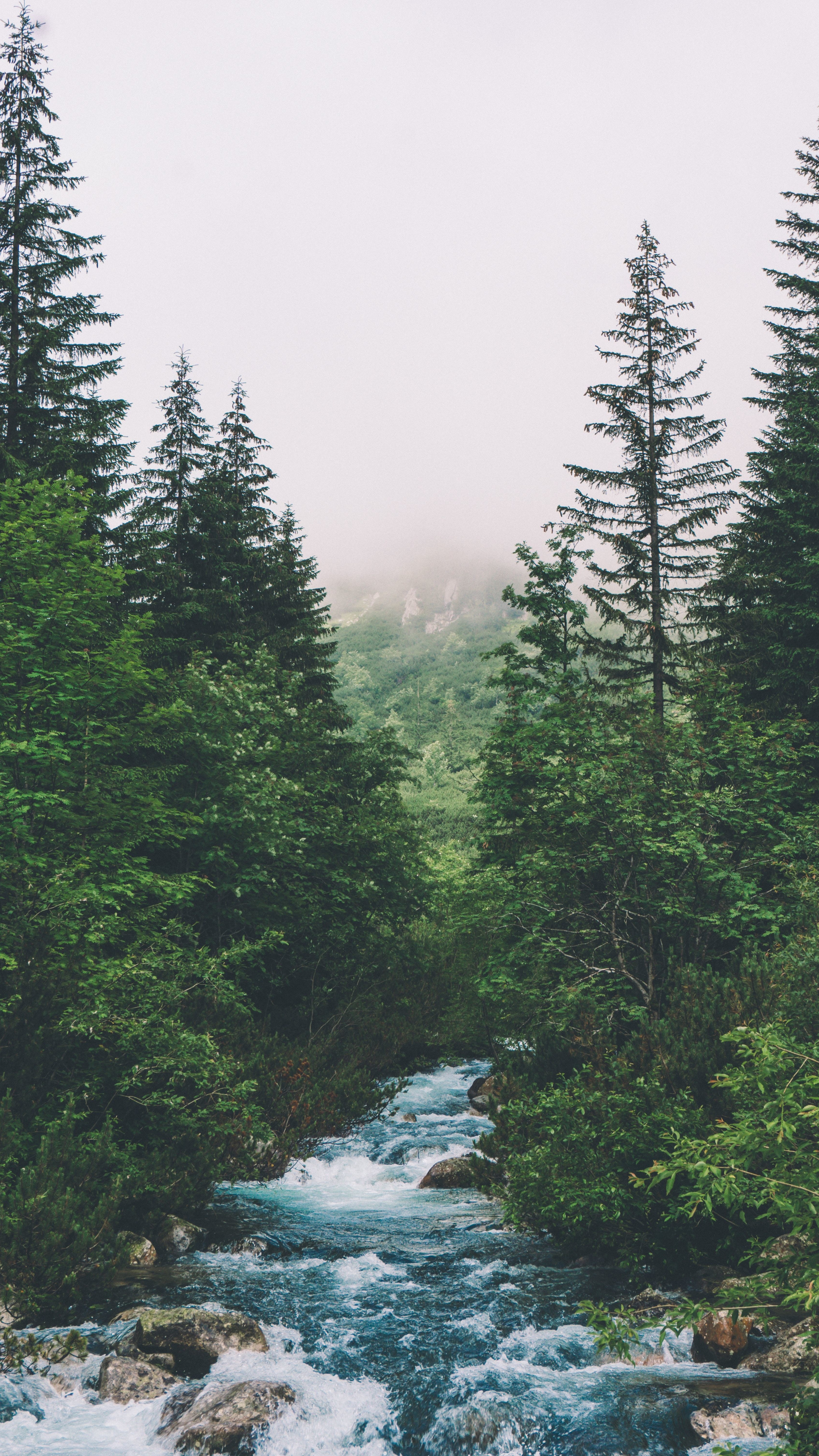 Green Forest Wallpaper