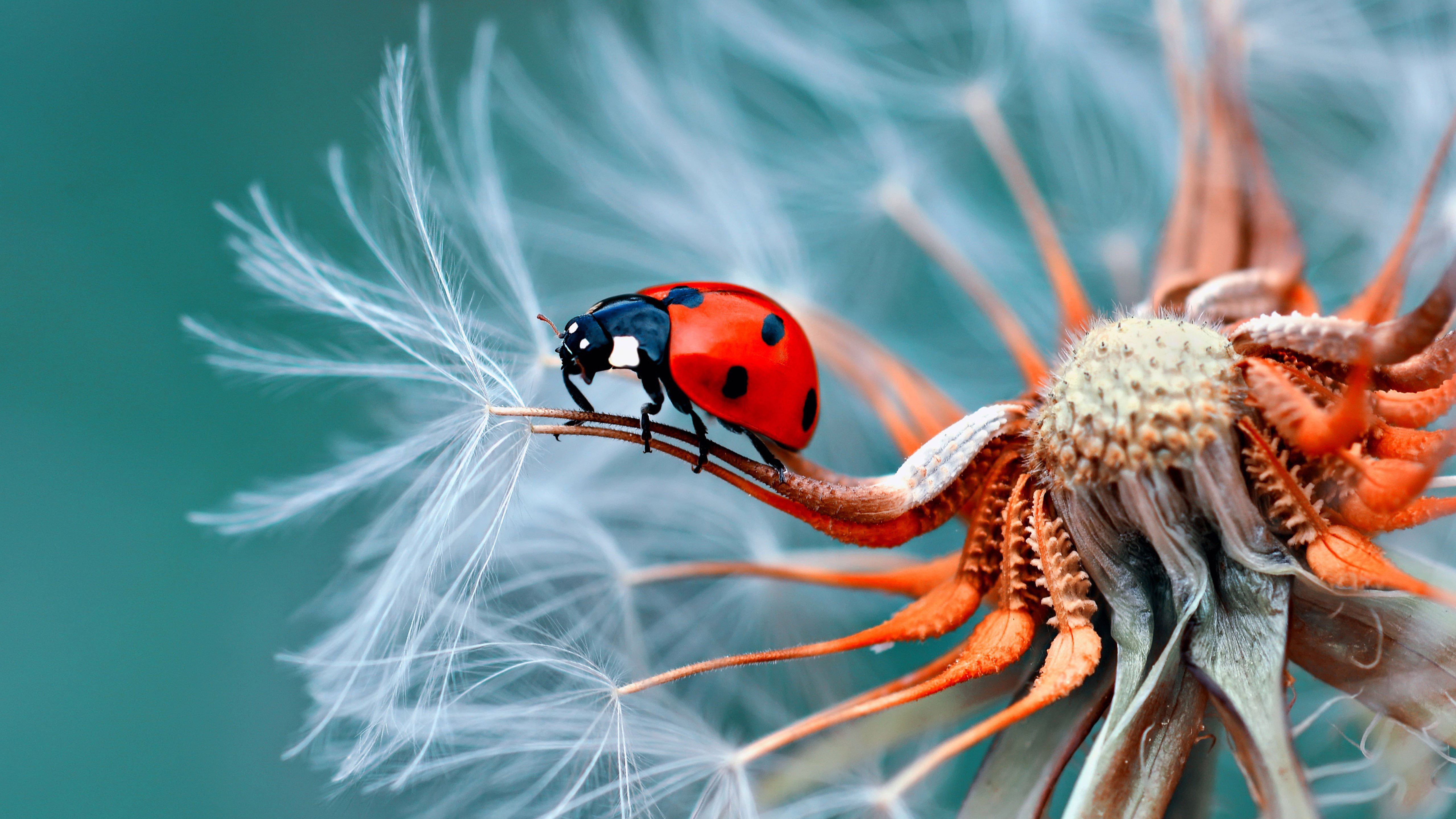 Red Black Bug On White Dandelion 4K 5K HD Bug Wallpaper
