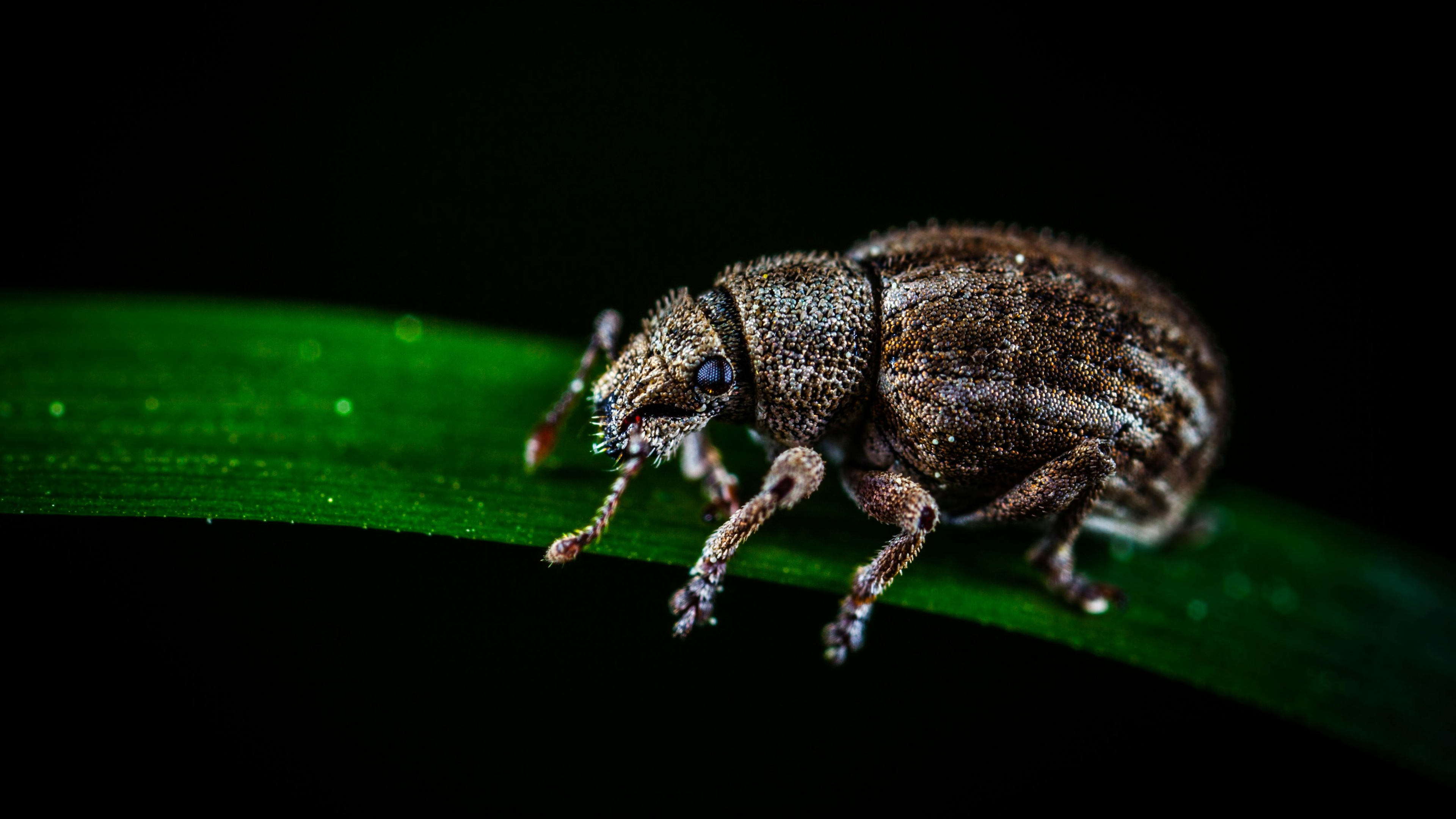 closeup view sting Black Bugs on green leaf black background 4K HD Animals Wallpaper