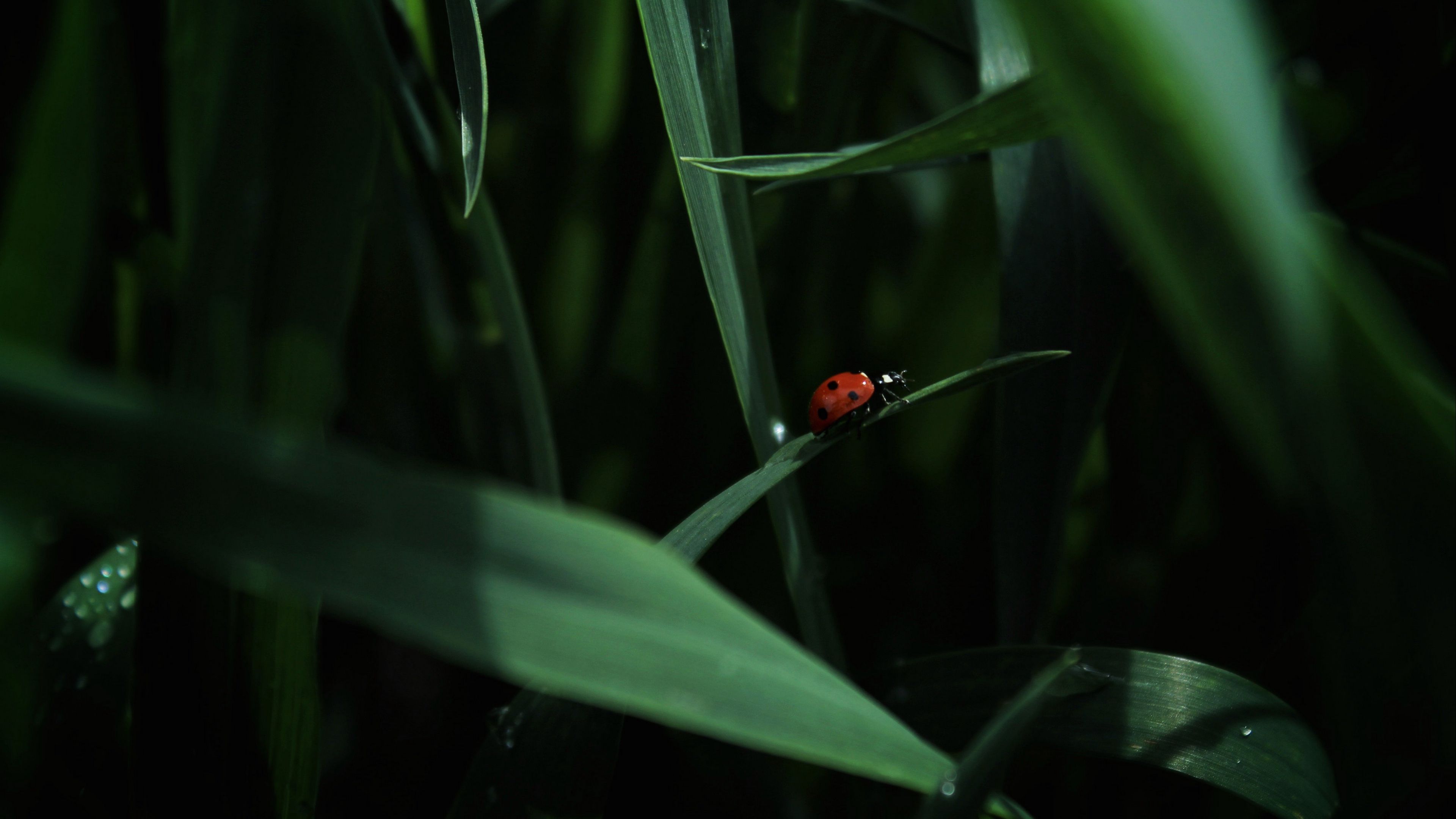 Download wallpaper 3840x2160 ladybug, insect, grass 4k uhd 16:9 HD background