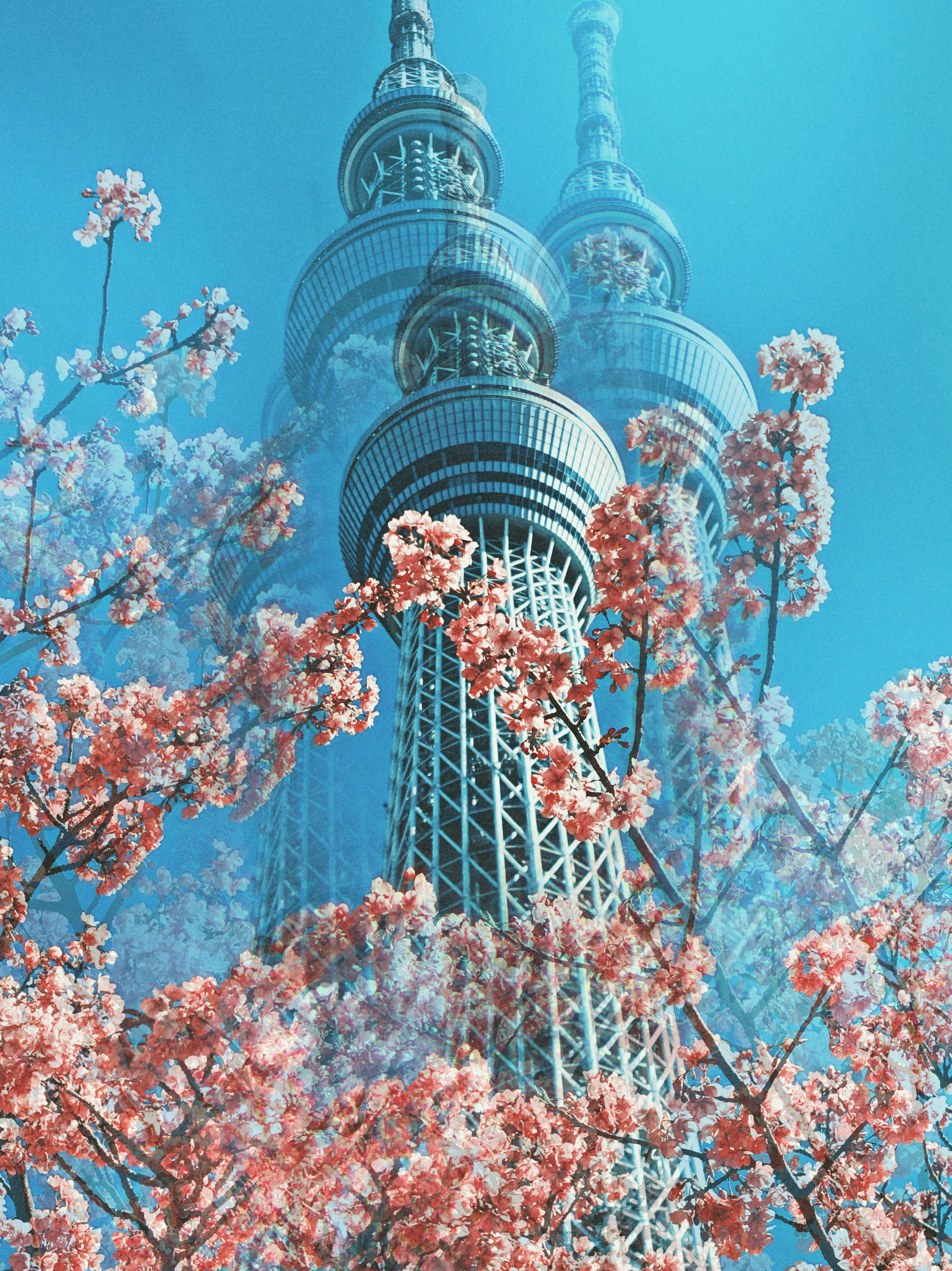 Tokyo Skytree with Cherry Blossoms in Spring · Free