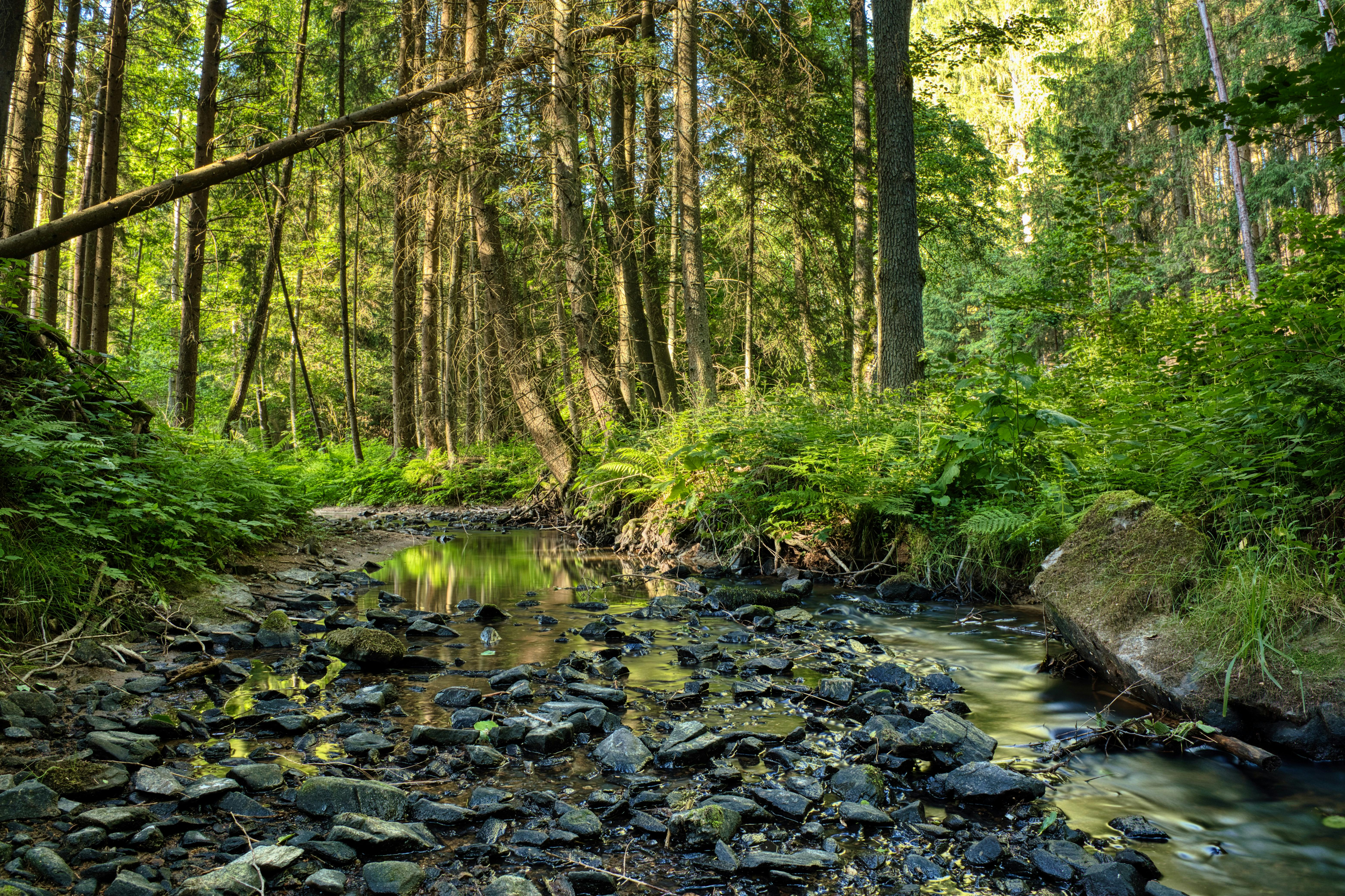 Forest in Summer · Free