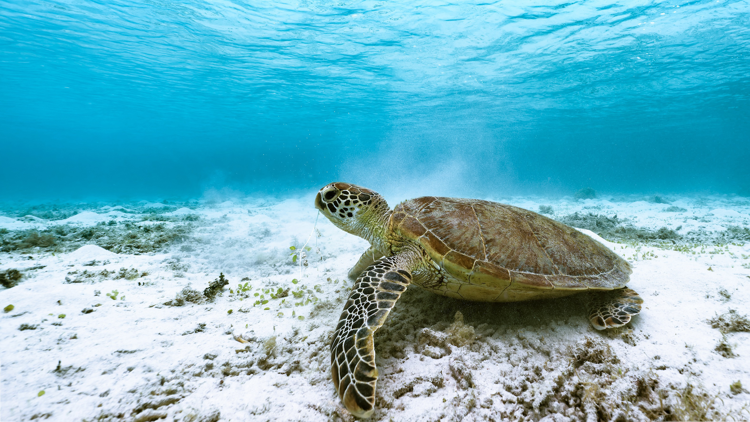 Sea Turtle Underwater 4K HD Turtle Wallpaper