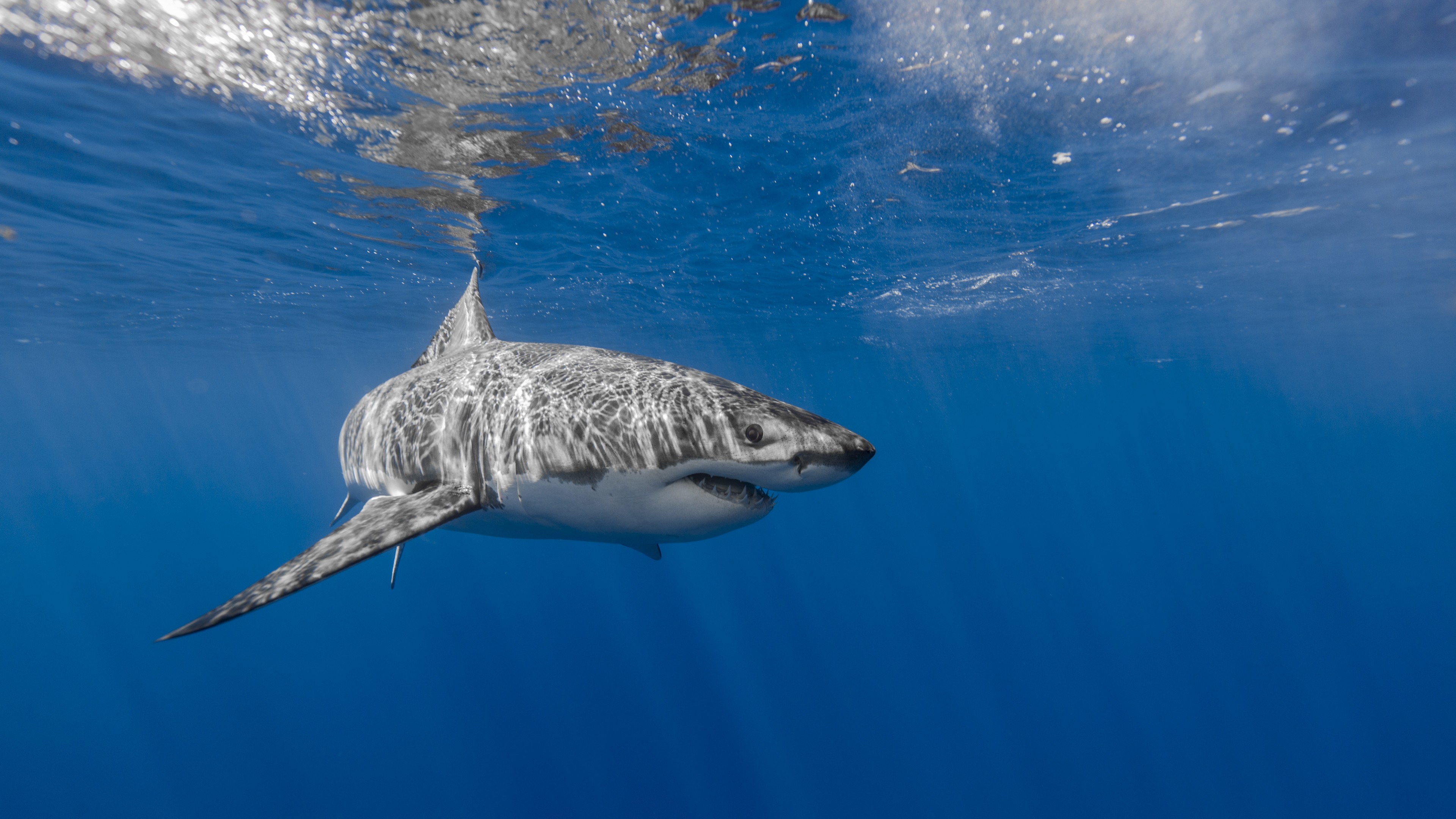 Big Black White Shark Swimming Underwater Ocean 4K 5K HD Shark Wallpaper