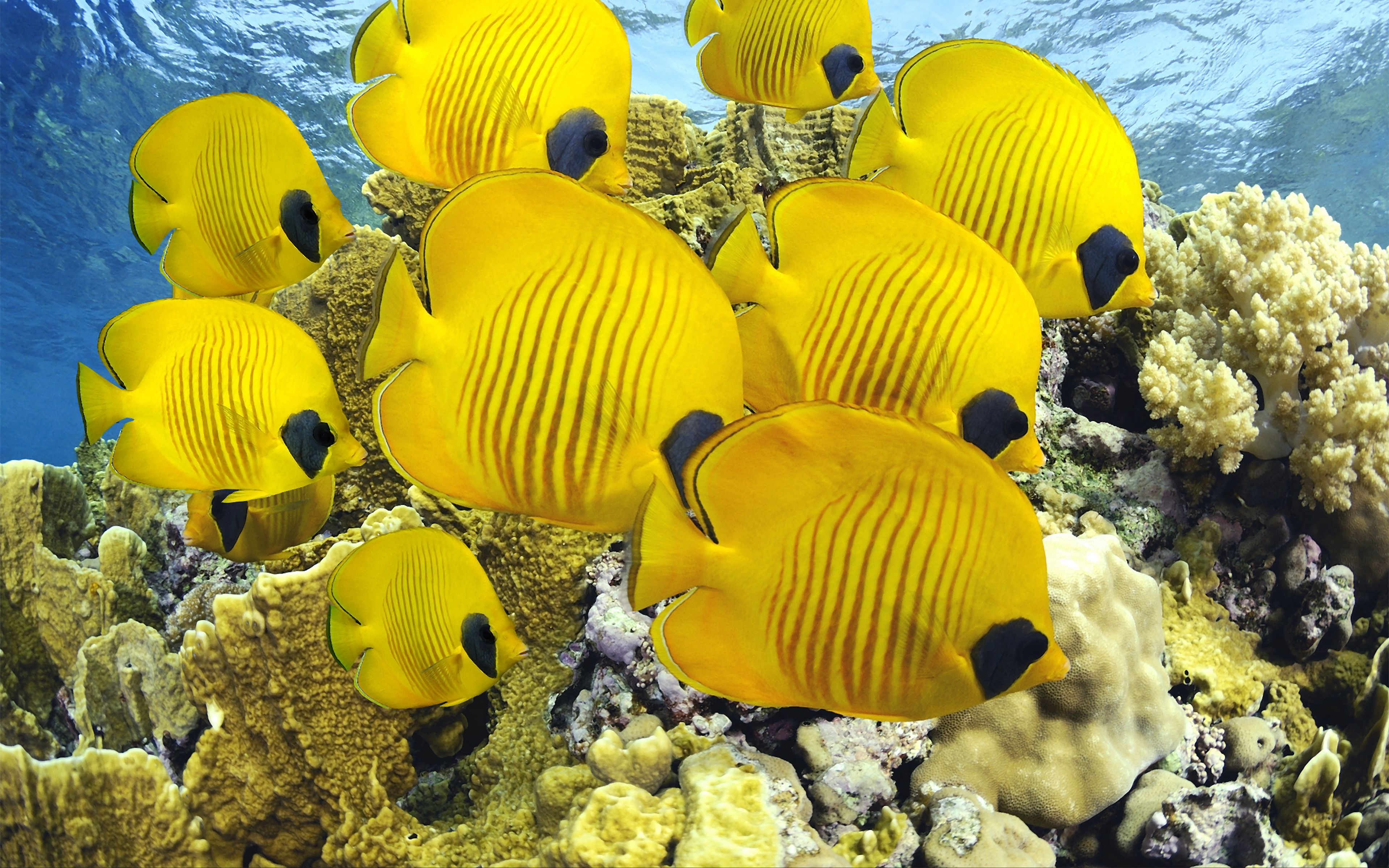 Yellow fish underwater Wallpaper 4k for Desktop