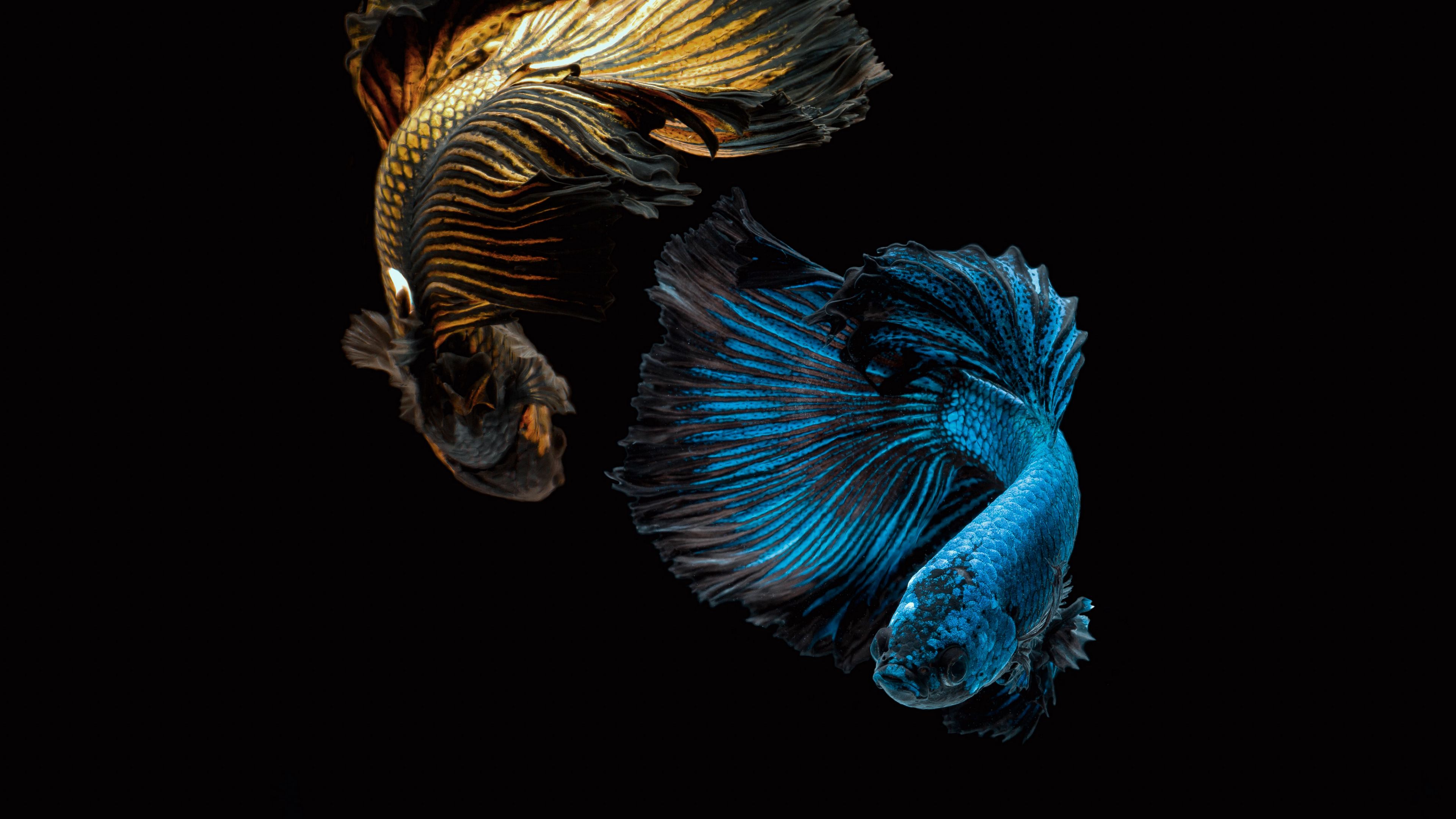 Download wallpaper 3840x2160 fish, blue, water, underwater 4k uhd 16:9 HD background