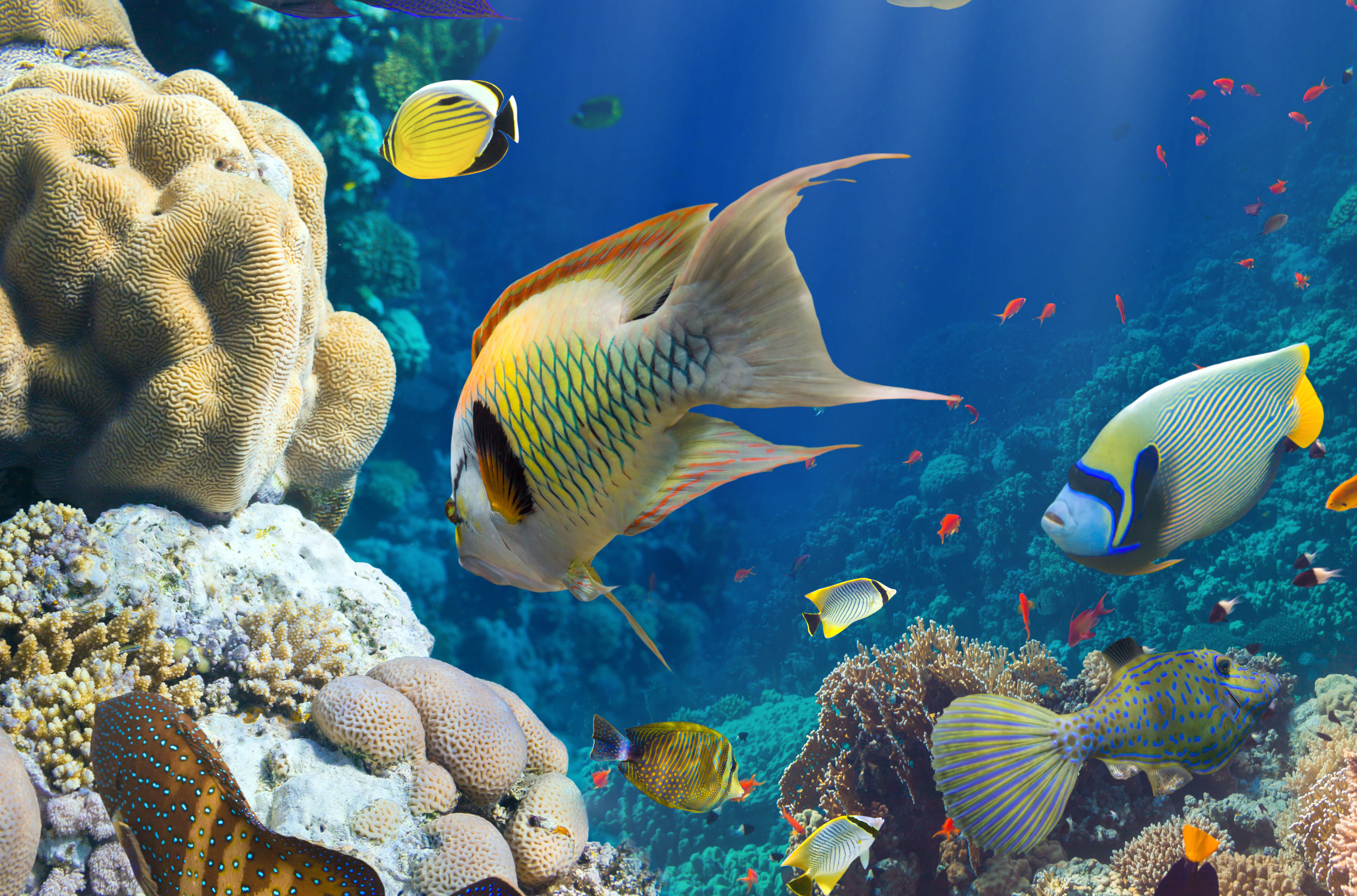 Wallpaper sea, the ocean, fish, under water, underwater, sea, ocean, fish for mobile and desktop, section животные, resolution 3879x2562