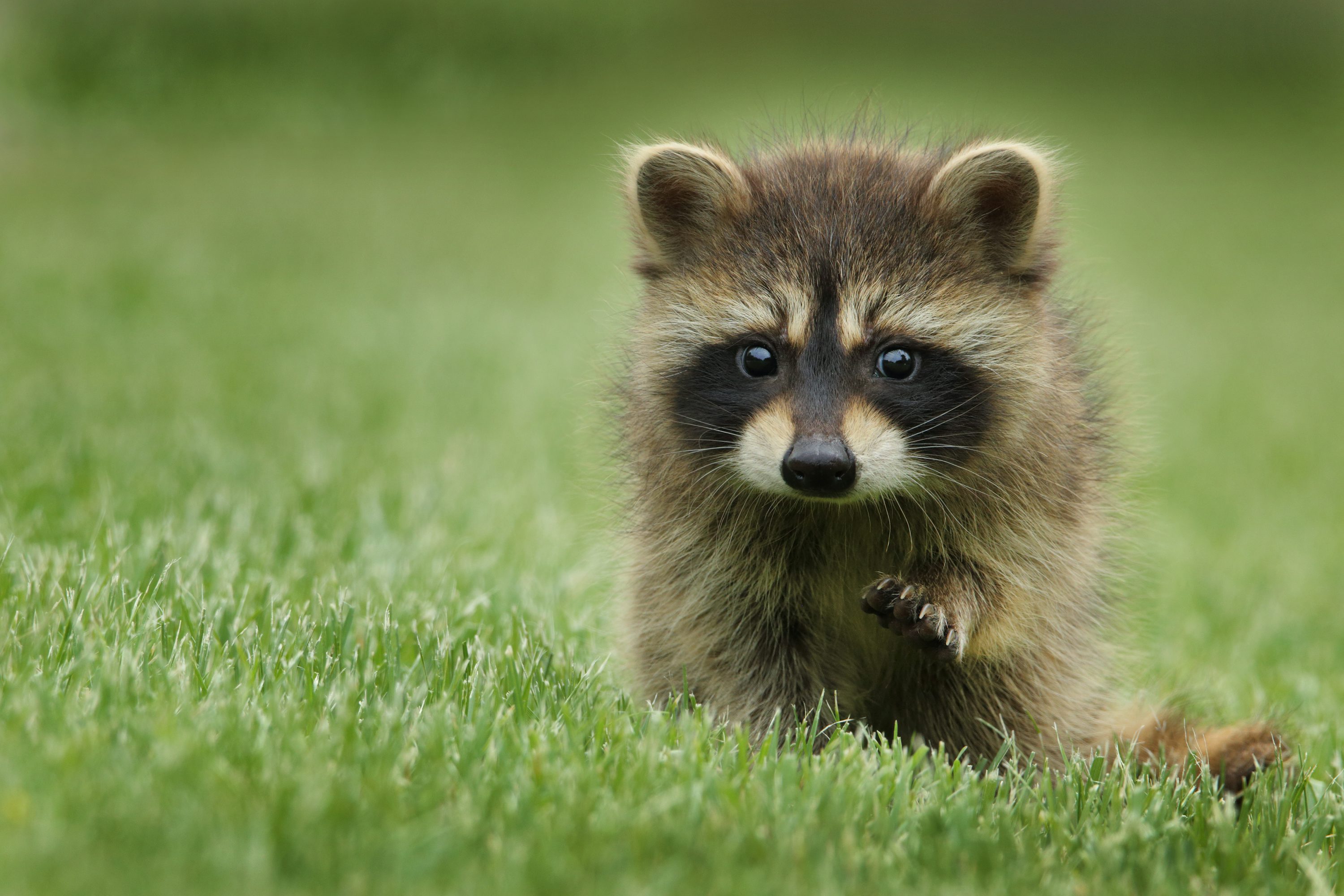 Raccoon Picture. Download Free Image