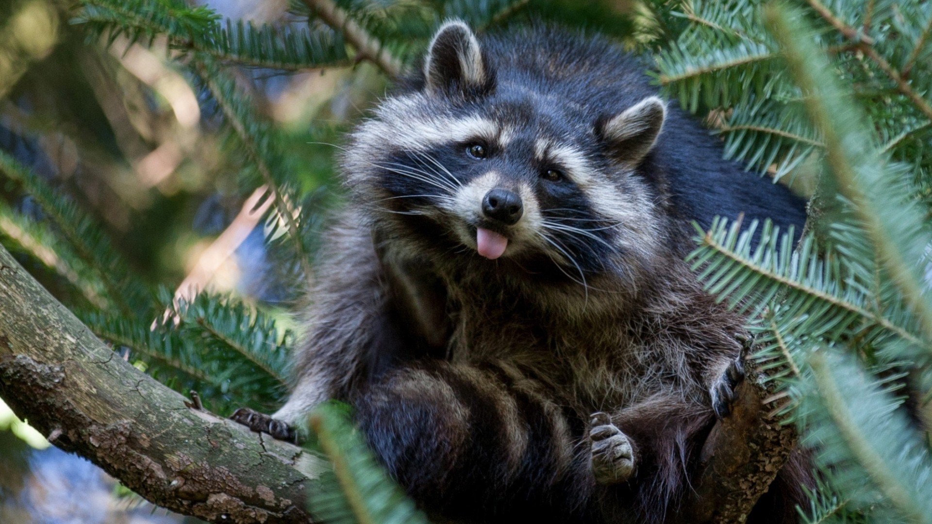 racoon Wallpaper HD / Desktop and Mobile Background