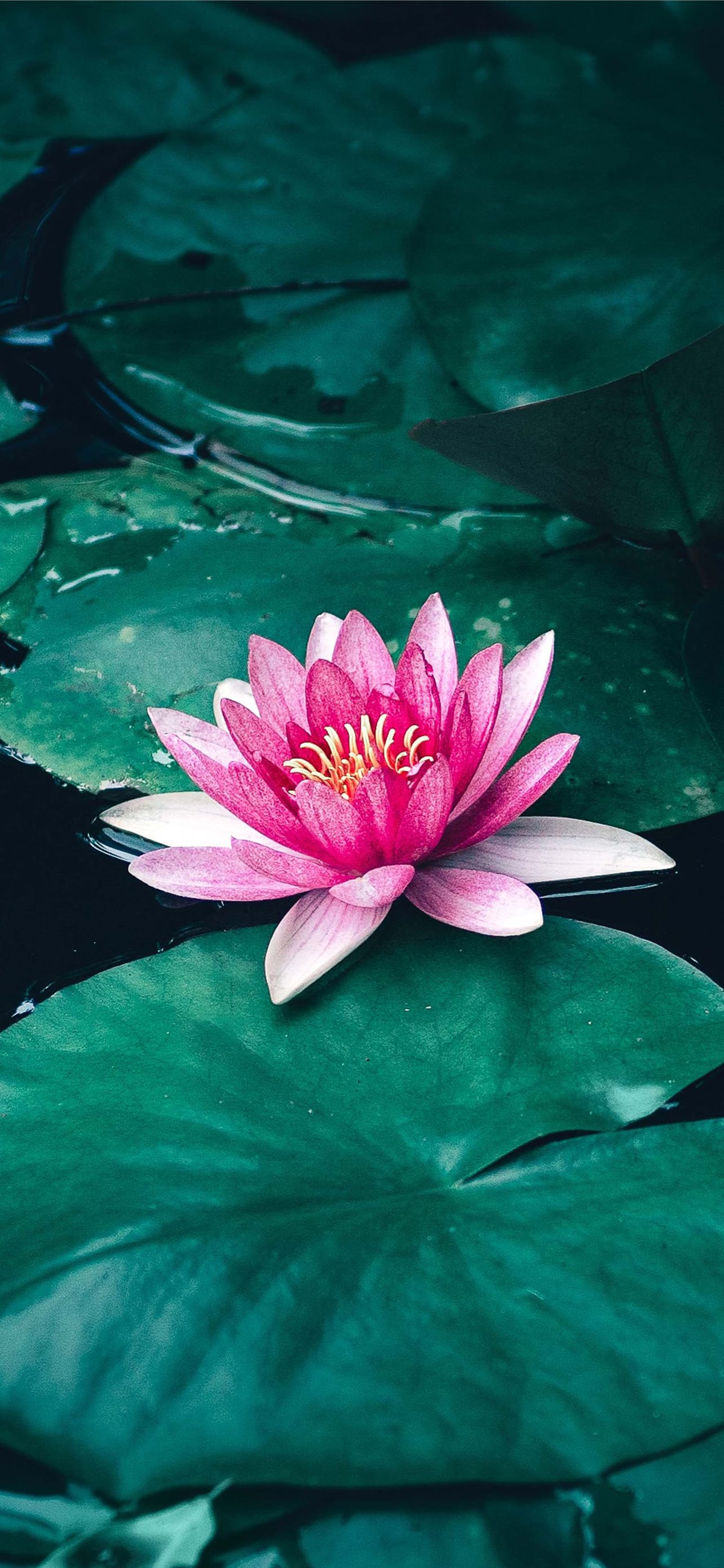 Lotus Flower Ultra HD Cave iPhone Wallpaper Free Download