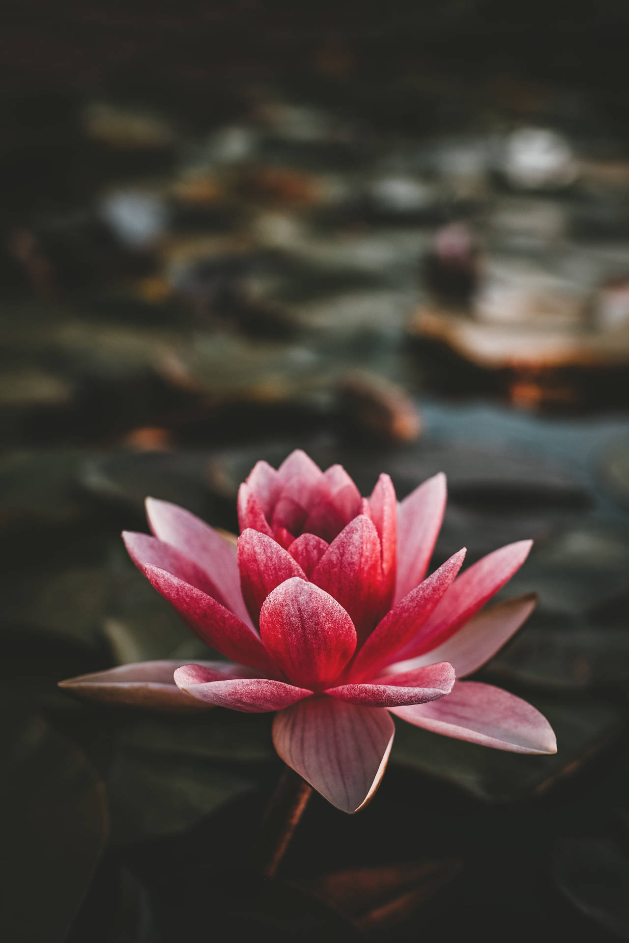 Download Lotus Flower 4k iPhone 11 Wallpaper