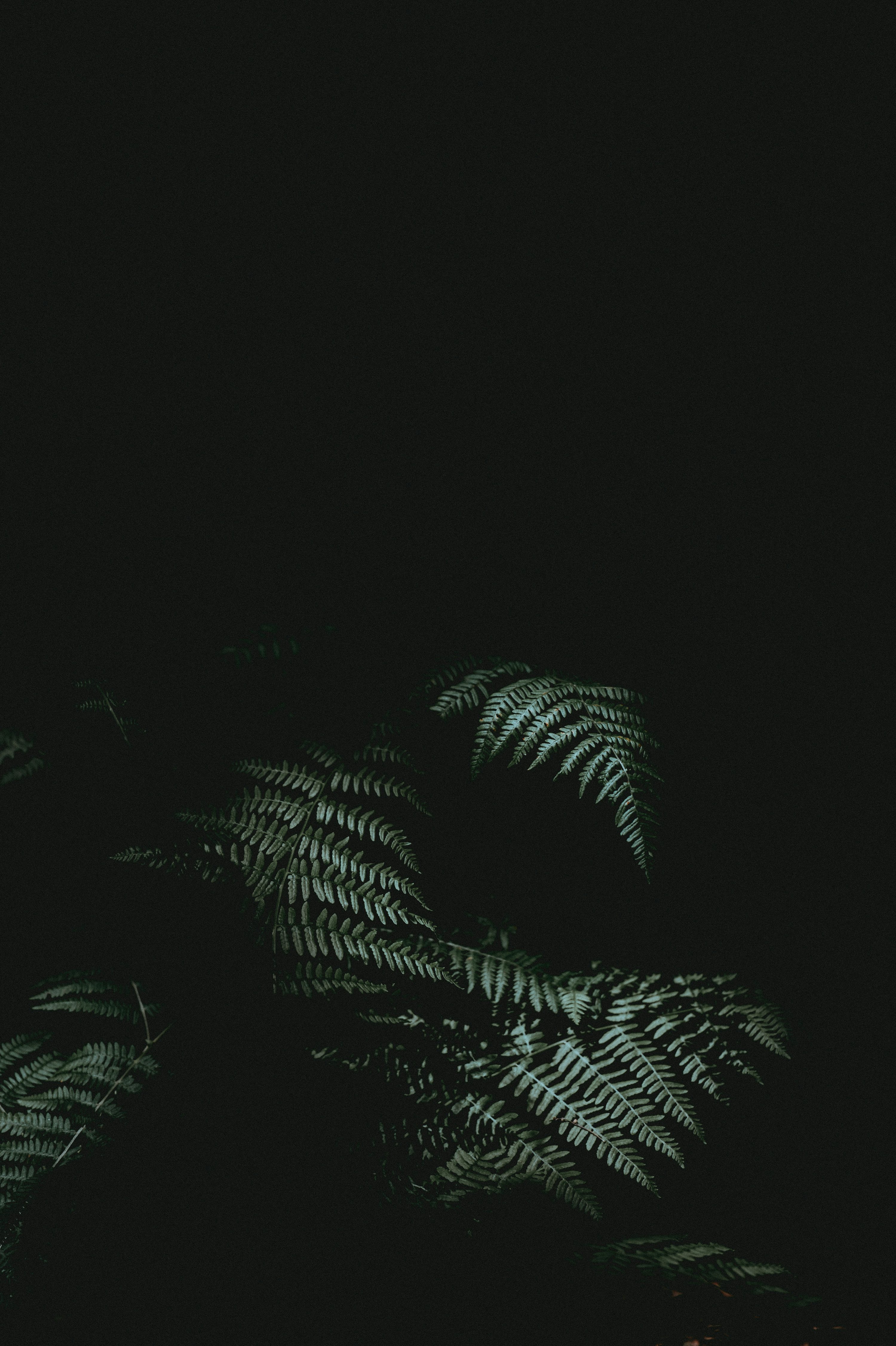 Black iPhone Wallpaper Picture. Download Free Image