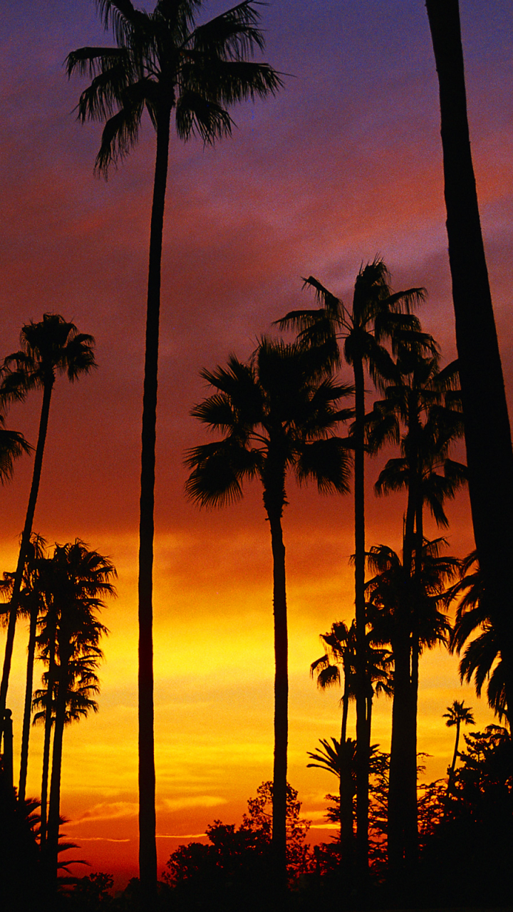 Phone wallpaper: Silhouette, Sunset, Earth, Orange (Color), California, Palm Tree, Sky 1251770