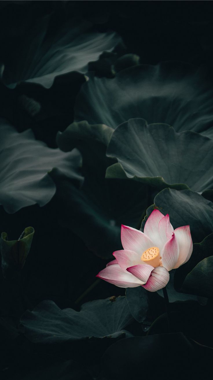 Lotus iPhone 8 Wallpaper